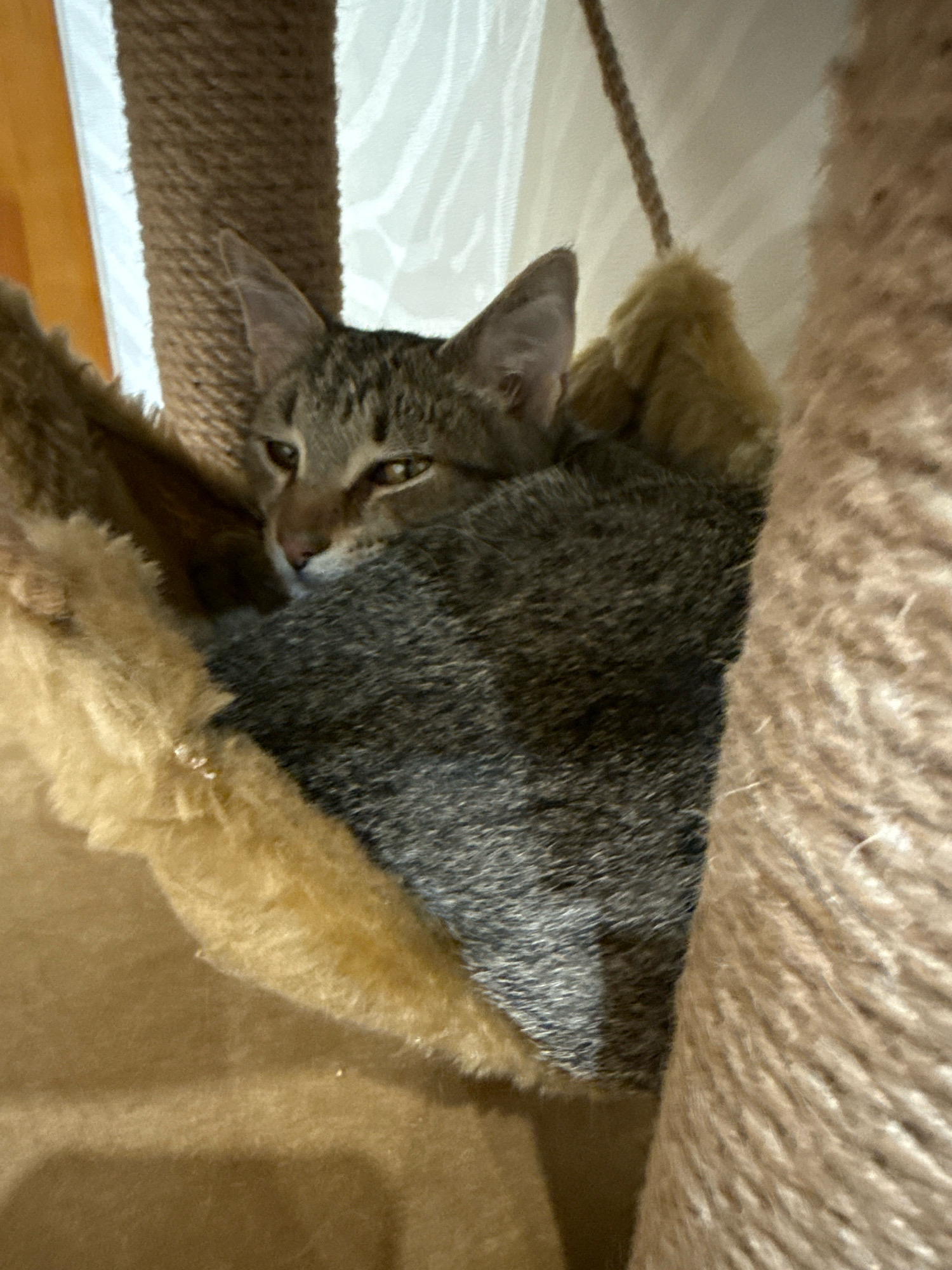 A tabby cat is resting in a cat hammock attached to a scratching post. The cat is looking towards the left of the frame with its eyes partially closed. The hammock appears to be made of a soft, plush material in a light brown color. The scratching post is covered in thick rope. The background is blurry and shows a white curtain or blinds. There is no indication of the cat's location in the city of Zavolzhye, Russia.
