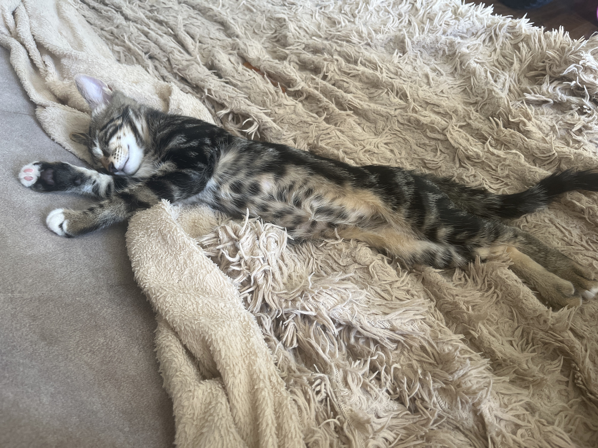 A tabby kitten is sleeping soundly on a light brown fuzzy blanket. The kitten is lying on its side, with its head tucked in and its paws outstretched. The kitten has a striped pattern on its fur and pink toe beans. The blanket is soft and fluffy, with a shaggy texture. The background is out of focus, but appears to be a neutral-colored surface.