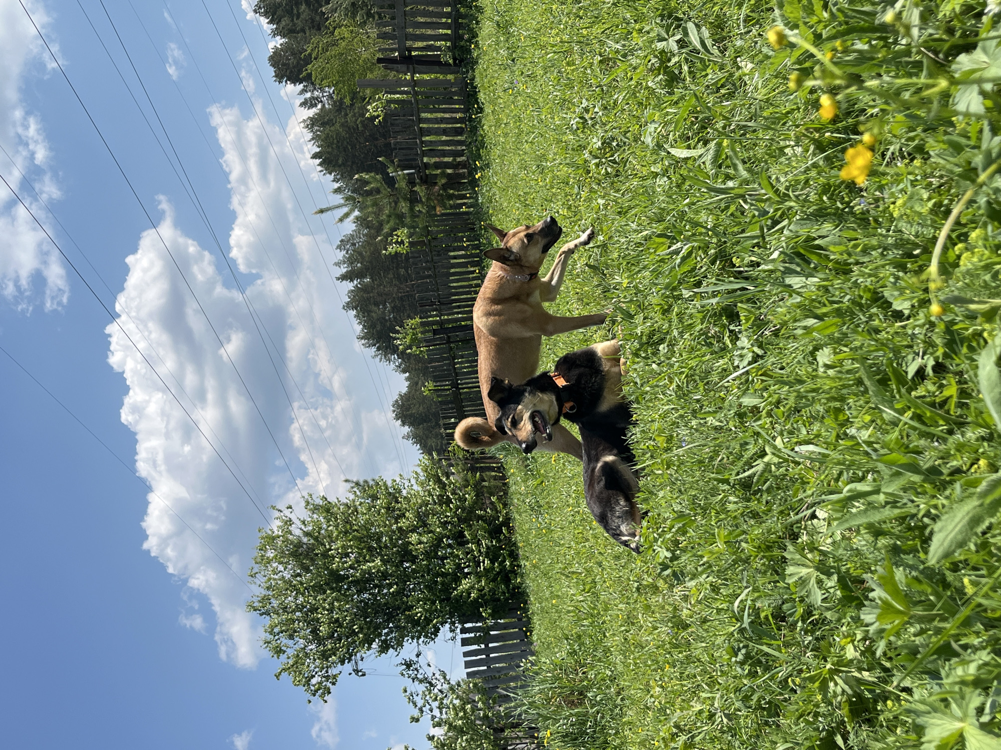A medium, outdoor shot depicts two dogs in a grassy area. One dog is tan with a black muzzle and white markings and is standing on its hind legs. The second dog is black and tan and is sitting. The background includes a wooden fence, trees, power lines, and a partly cloudy blue sky. The location is Nizhny Tagil, Russia.