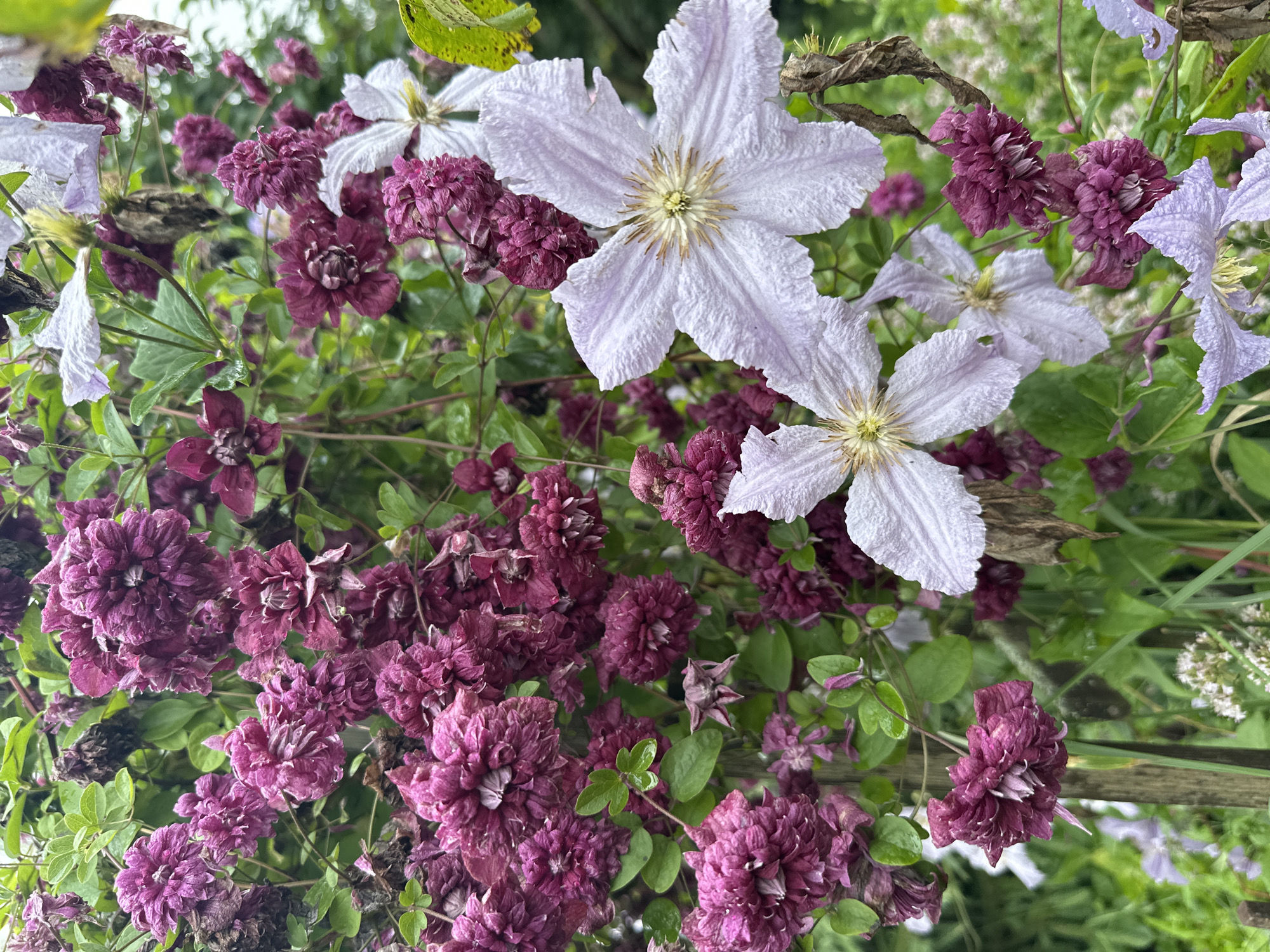 A close-up, high-angle medium shot captures a dense cluster of flowering clematis vines, predominantly in shades of deep purple and pale lavender, set against a backdrop of green foliage and a rustic wooden fence post. The purple flowers are multi-petaled and tightly packed, some appearing somewhat wilted or dried, while others are in full bloom. The lavender flowers are larger and star-shaped, with delicate, crinkled petals radiating from a central yellow stamen. Dewdrops are visible on some of the leaves, suggesting a recent watering or morning dew. The overall impression is a vibrant yet slightly melancholic display of late-blooming or early-fading garden flowers. The scene is located in the village of Romashkino, Russia.