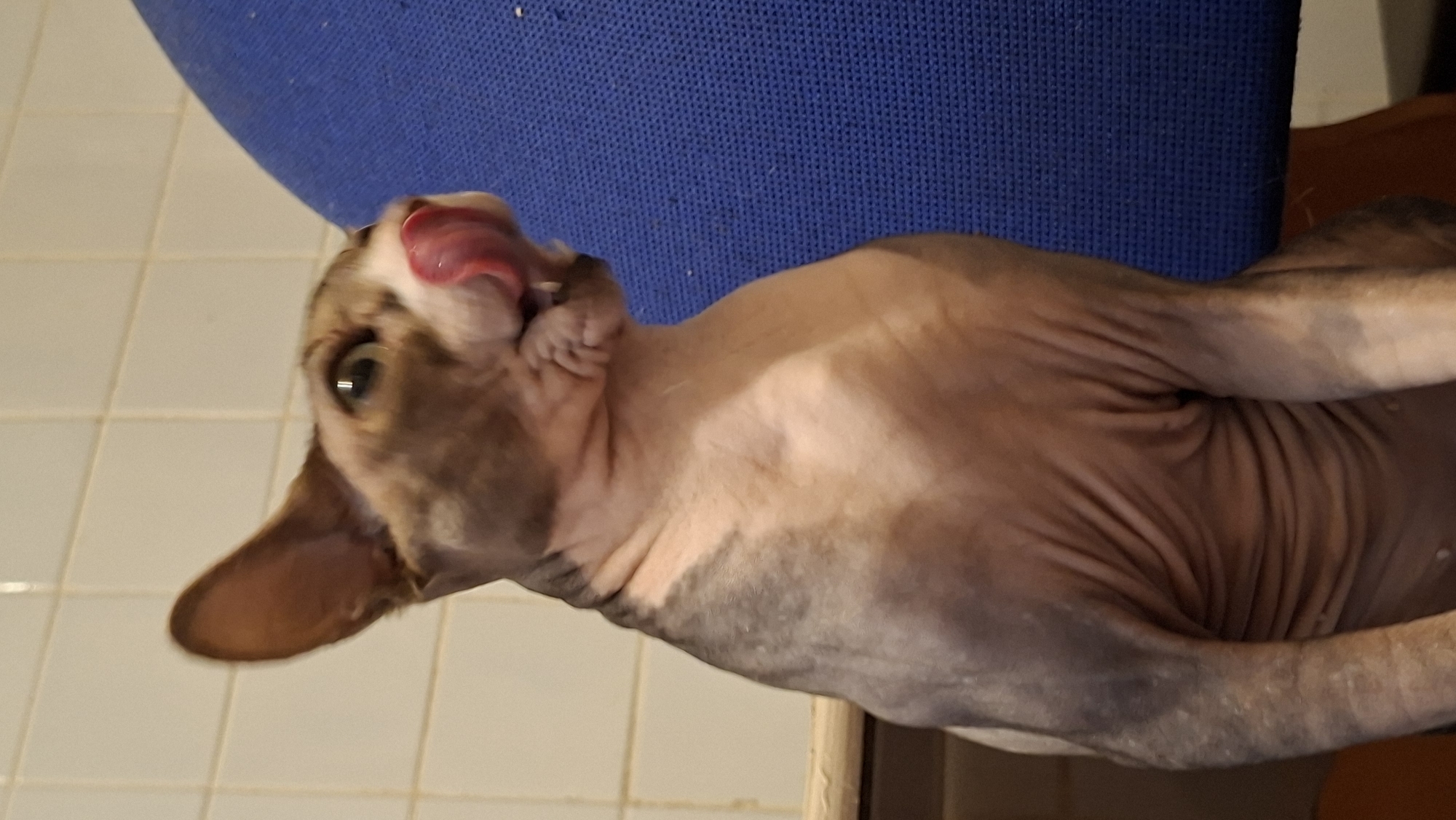 A hairless cat with pink skin and grey markings is captured in a medium shot, seated on a blue surface, possibly a chair. The cat's tongue is extended, licking its nose. Its eyes are open, and its ears are perked up. The background consists of a tiled wall. The image is taken indoors, likely in a domestic setting, with no discernible elements indicating the specific location within Забалоцкі сельскі Савет, Belarus.