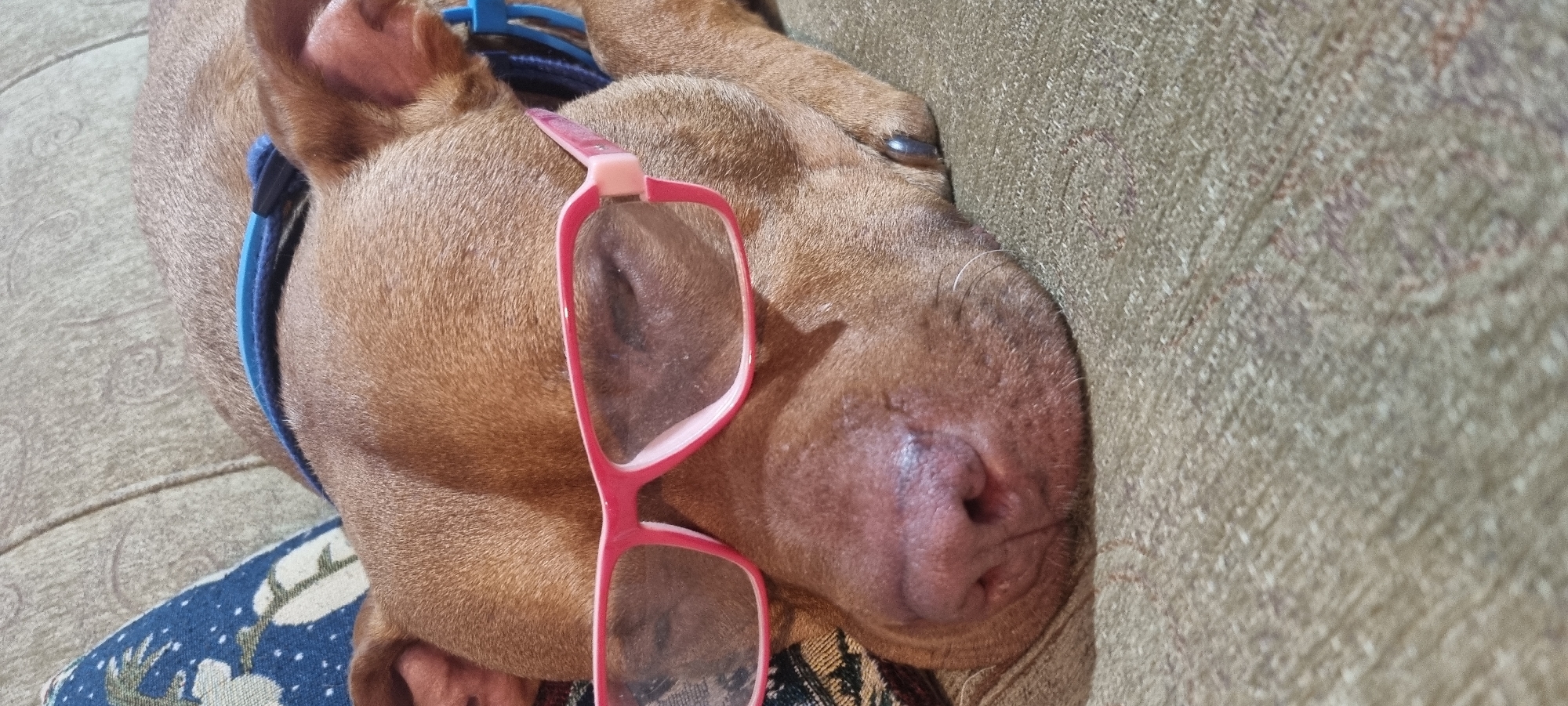 The image shows a brown dog lying on a textured beige sofa. The dog is wearing a blue collar and has a pair of pink eyeglasses resting on its head and nose. The dog's head is resting on the sofa cushion. The location is not specified.