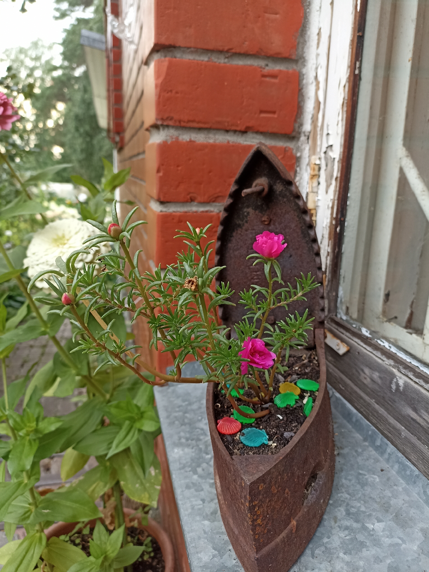 An aged, rusty cast iron flatiron is repurposed as a planter, housing a vibrant pink flowering plant. The planter sits on a weathered windowsill next to a brick wall. The iron is heavily oxidized, with a circular hole visible on its side. Colorful, shell-shaped decorative stones are scattered on the soil within the planter. In the background, out of focus, are green foliage and a white flower, suggesting a garden setting. The scene is observed from a medium-close, eye-level perspective. There is no indication of the location being Mochische, Russia.