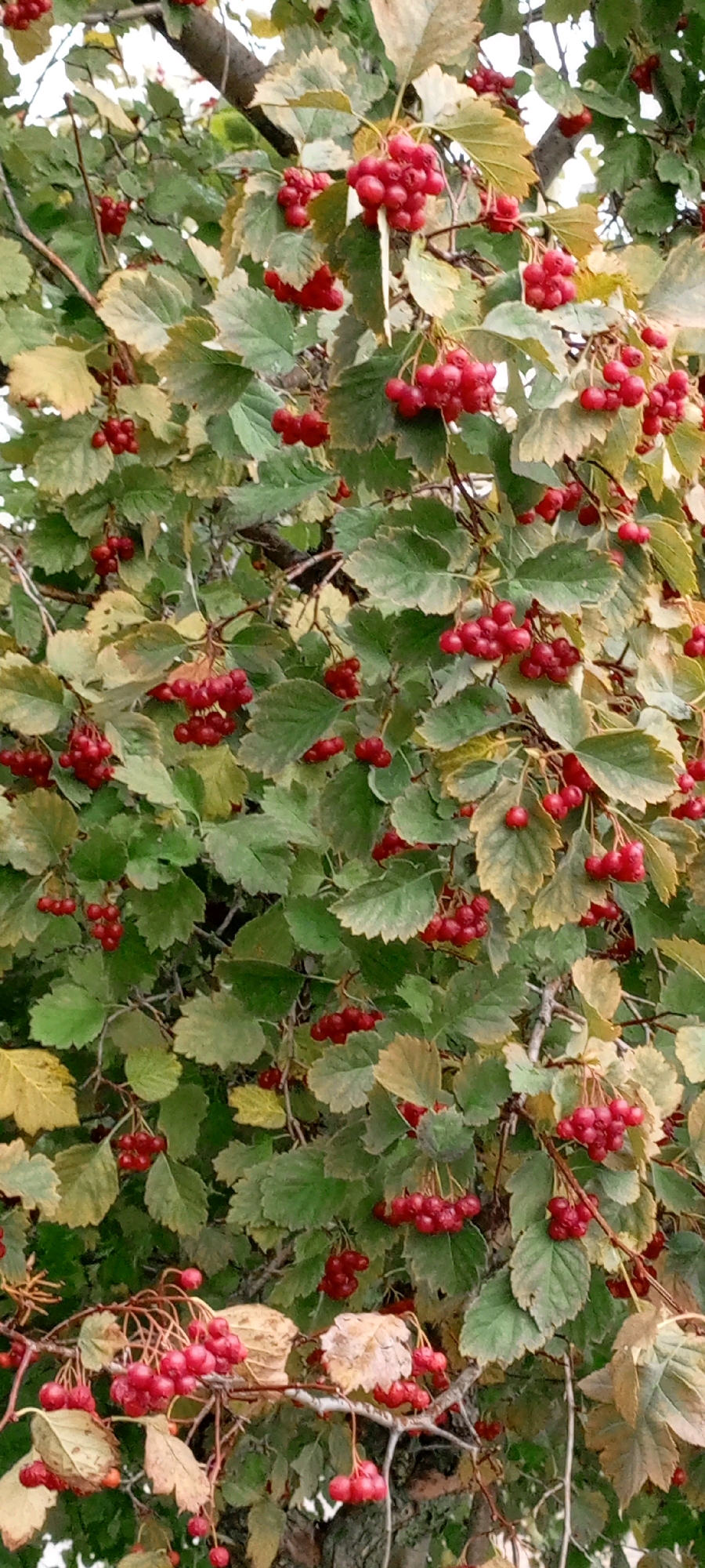 A cluster of red berries hangs from a branch of a tree in Kirsanov, Russia. The berries are small and round, and they are clustered together in groups of varying sizes. The leaves on the tree are green and yellow, and they are beginning to fall. The background is out of focus, but it appears to be a natural setting, possibly a park or forest. There are no people or animals visible in the image. The lighting is natural, suggesting it was taken during the day.