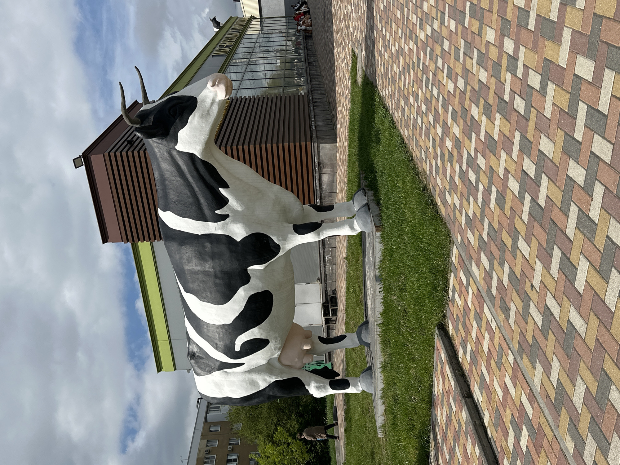 A life-size statue of a Holstein cow stands on a patch of green grass in Stavropol, Russia. The cow is black and white, with detailed features. Behind the cow, a modern building stands with a glass front and horizontal wooden slats. The sky is partly cloudy. The statue is set on a cobblestone path. A tall apartment building is visible in the background. A person is walking in the background.