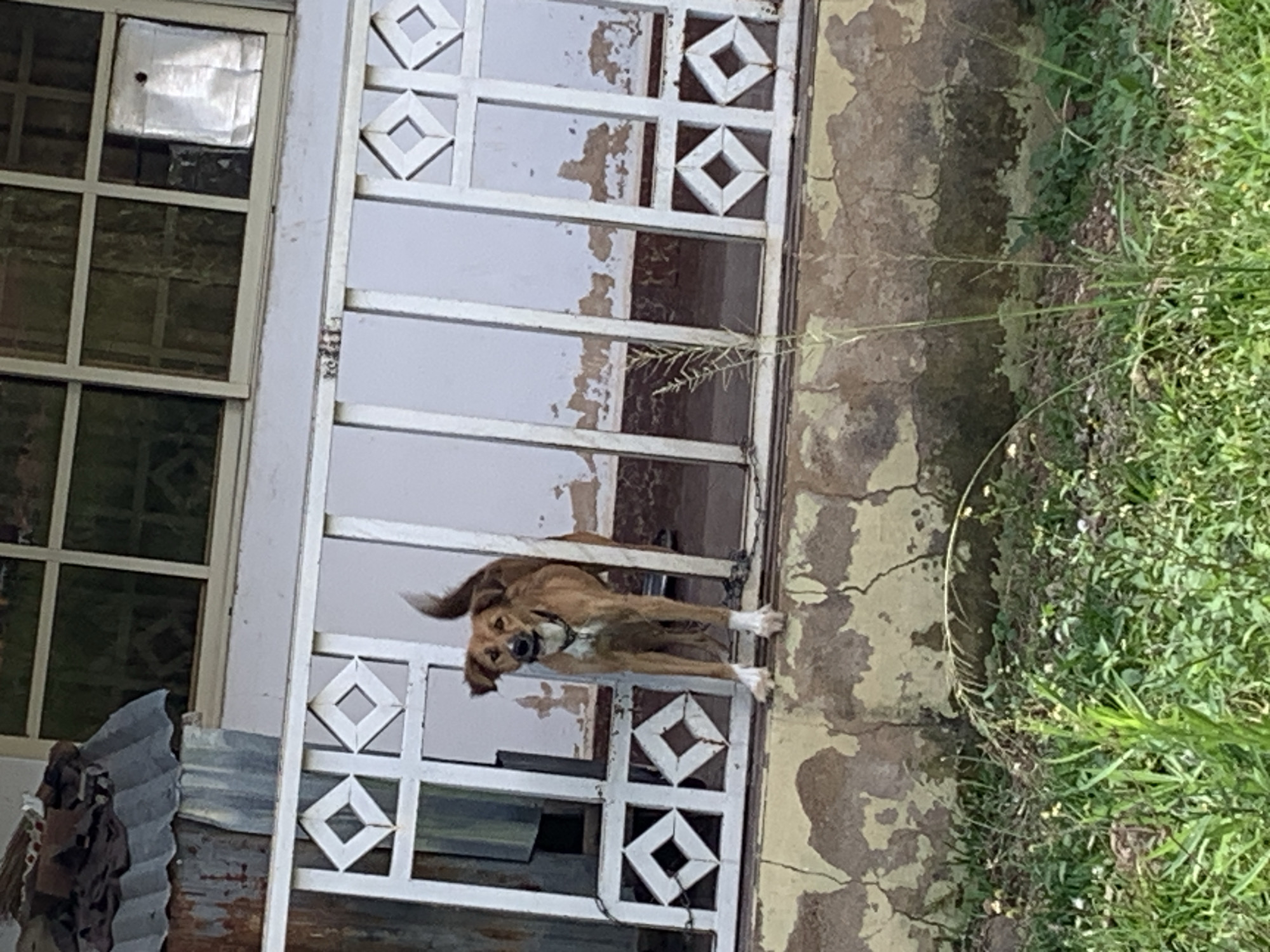 A medium-sized, brown dog with white markings on its paws and chest stands on a concrete ledge in front of a white metal railing. The railing has diamond-shaped openings and appears to be part of a porch or balcony. Behind the railing, the side of a building is visible with peeling paint and cracked walls. The dog is looking directly at the camera with its ears perked up. In the foreground, green grass and weeds are growing. The overall scene suggests an outdoor setting in an urban or semi-urban environment, possibly in Kuru Karama, Nigeria.