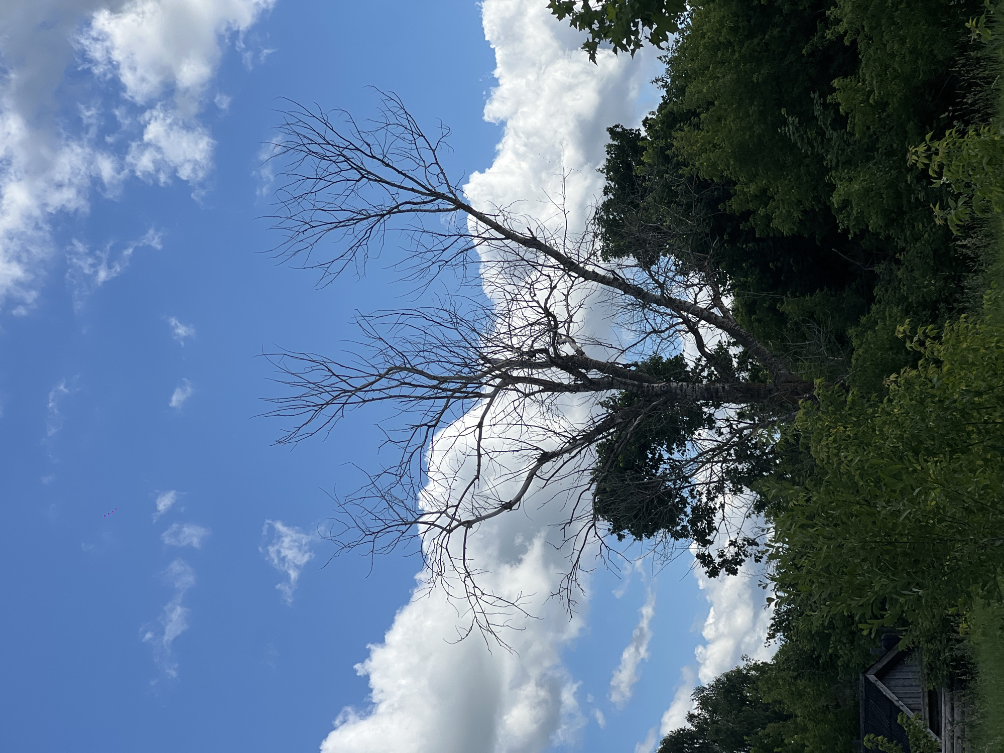 A dead tree with bare branches stands prominently against a bright blue sky dotted with fluffy white clouds. The tree's skeletal form is silhouetted against the sky, its branches reaching outwards like gnarled fingers. Behind the dead tree, a dense canopy of lush green foliage from other trees creates a dark contrast. In the lower left corner of the image, a small, rustic wooden structure with a dark, weathered roof peeks out from behind the greenery. The scene appears to be in a rural or overgrown area, possibly on the outskirts of a populated area. No people or specific actions are visible in the image.