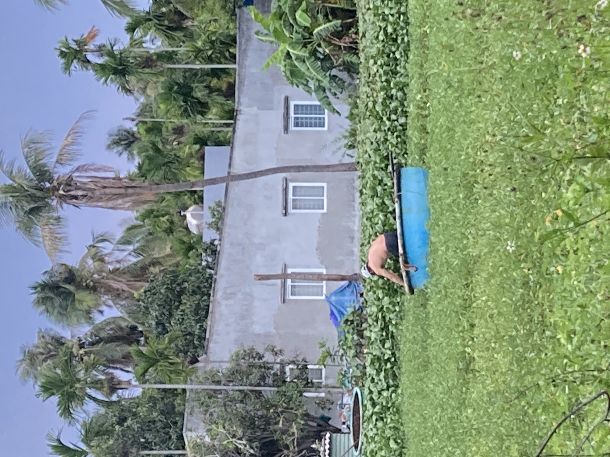 A horizontal, eye-level photograph shows a partially visible person interacting with a blue object near a wall overgrown with lush vegetation. The location is the city of Mũi Né, Vietnam, as evidenced by the tropical foliage and architectural style.
The subject, a person wearing dark-colored shorts and what appears to be a white cap, is positioned on the right side of the frame, bending over and seemingly interacting with a large, bright blue object. The nature of this object is indistinct due to the angle and partial obstruction.
The background contains a gray concrete building with white-framed windows. A long, thick branch extends horizontally from a palm tree toward the building. A blue tarp partially obscures the lower portion of the wall. The scene is characterized by dense green vegetation dominating the right side of the image, bordering the building and concealing much of the area around the person and the blue object. Palm trees and other tropical vegetation fill the background.
The lighting suggests an overcast day, with diffused light and minimal shadows.