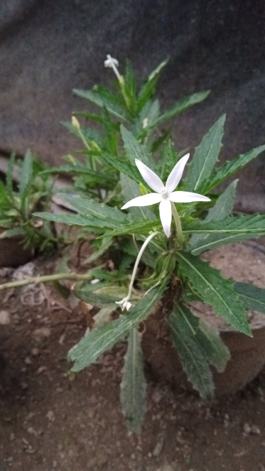 A close-up shot captures a white, star-shaped flower with five delicate petals, centrally positioned on a plant with green, serrated leaves. The plant is in a pot, which is partially visible in the lower right and left corners, filled with brown soil. The background consists of a dark, textured surface, likely a wall, on the left and a blur of more plants and soil on the right. The lighting suggests it is either early morning or late evening, with soft illumination. The scene appears to be in a garden or outdoor area in Kebonbaru, Indonesia. There are no people or animals present in the image.
