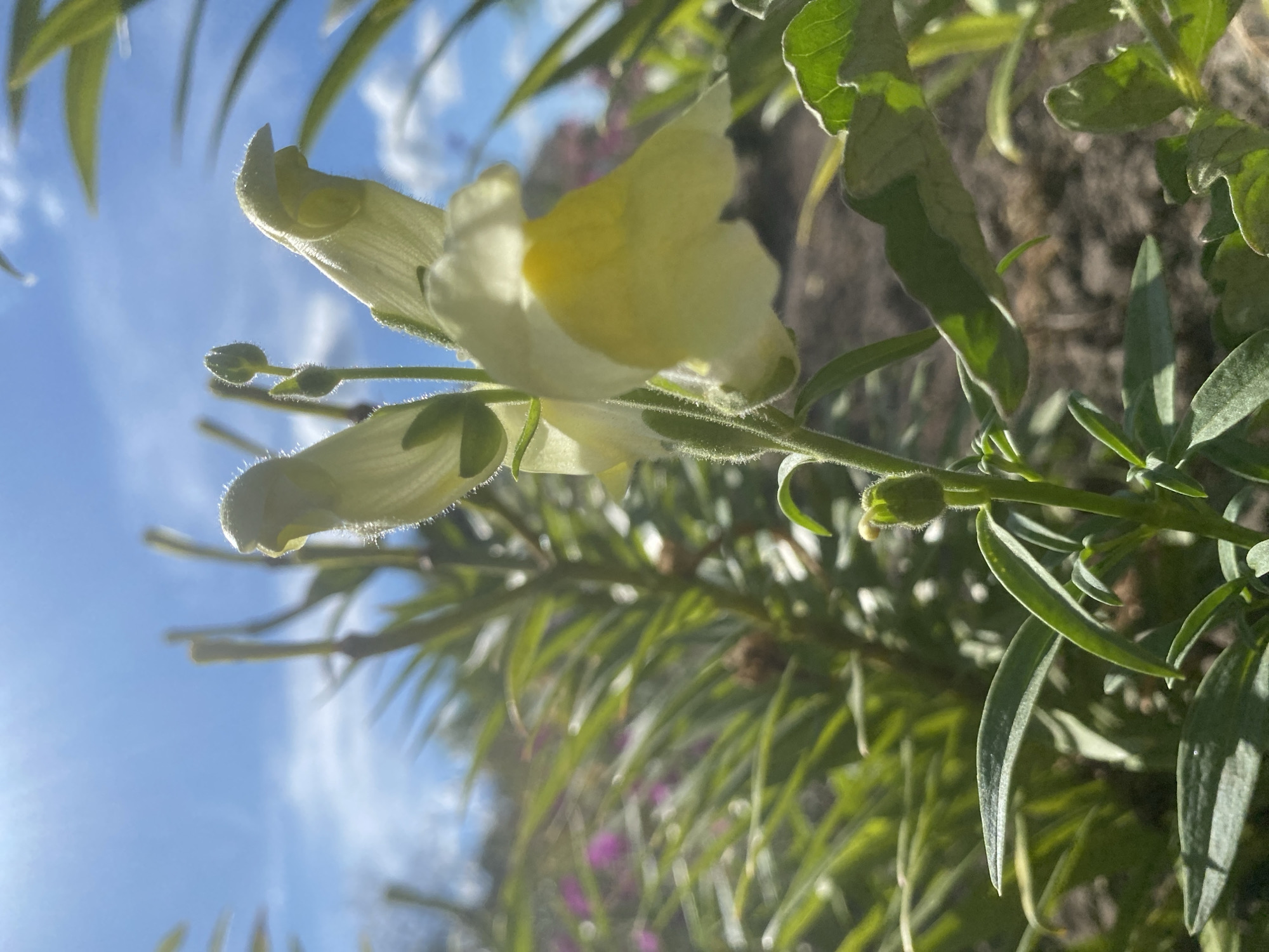 This is a close-up, low-angle outdoor photograph of a pale yellow snapdragon flower blooming under a bright blue sky with scattered white clouds. The sun is shining from the upper left, casting a lens flare across the image and illuminating the delicate hairs on the flower stem and petals. The flower is in focus, with its distinctive lip shape and a hint of yellow within its throat. Several unopened buds are visible on the stem above the main bloom. In the background, out-of-focus green foliage and some out-of-focus pink flowers are present, suggesting a garden or park setting. The ground appears to be dark soil. The image does not depict any people or specific urban features that would indicate a location within the city of Ustyvytsia, Ukraine.
