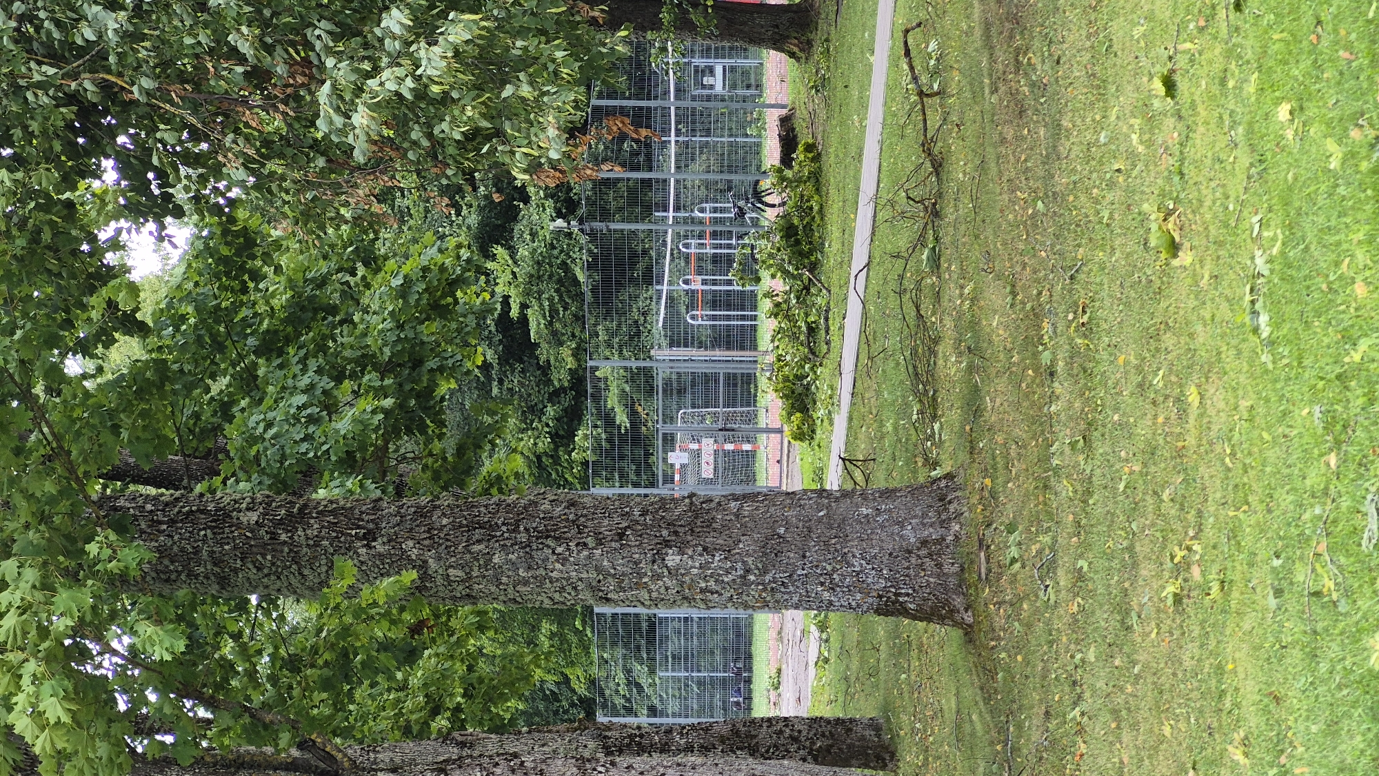 The image depicts an outdoor scene in Krauja, Latvia, likely a park or recreational area, following a storm. In the foreground, a grassy lawn is scattered with fallen leaves and branches, indicative of recent wind damage. A paved pathway winds through the grass. Two large trees with rough bark are prominent in the left and right foreground. In the mid-ground, beyond the trees, a fenced-off area is visible. This fenced area appears to be a sports court or playground, with a soccer goal net and some exercise equipment. A bicycle is leaning against the fence within this area. The background consists of dense green foliage and trees. The overall impression is one of nature's impact on a public space, with debris from trees littering the ground.