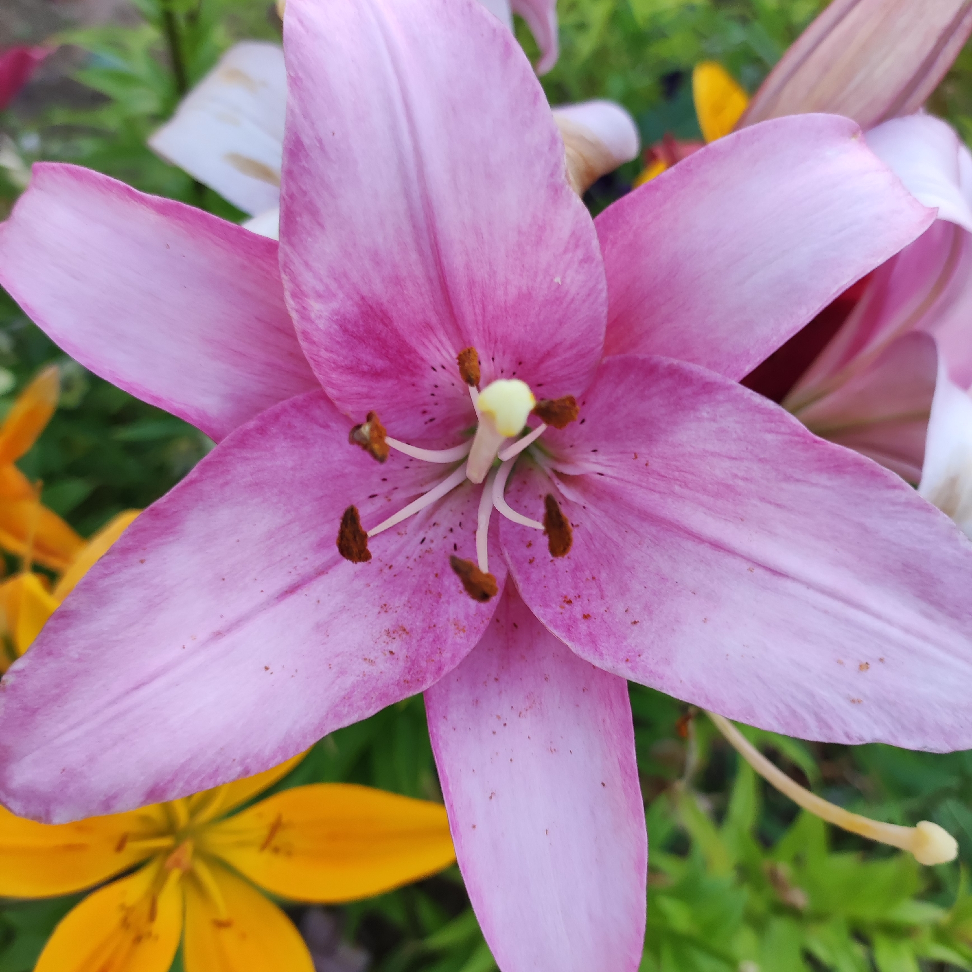 A close-up, eye-level shot captures a prominent pink lily in full bloom, its delicate petals fanning out towards the viewer. The flower's center reveals five pale yellow pistils tipped with brown anthers, dusted with dark speckles. In the background, out of focus, are other lilies in varying stages of bloom, including white and yellow varieties, nestled amongst lush green foliage. The scene is bathed in soft natural light, highlighting the textures and subtle variations in color of the lily petals. The image was taken in Navoloki, Russia.