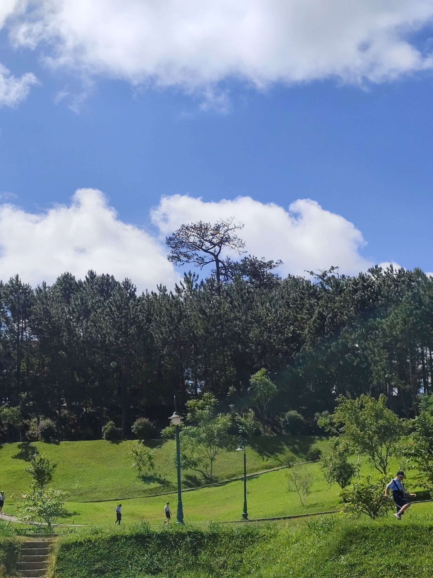 The image captures a scenic view of a park in Da Lat, Vietnam, under a bright blue sky dotted with fluffy white clouds. The foreground features lush green grass and dense foliage, with a pathway winding through the landscape. Several people are seen walking along the path, enjoying the outdoor environment. In the middle ground, a sloping green hill is visible, punctuated by a few scattered trees and lampposts. The background is dominated by a dense forest of tall pine trees, characteristic of Da Lat's hilly terrain. A solitary, bare-branched tree stands prominently against the sky, emerging from the top of the pine forest. The overall scene depicts a tranquil park setting, typical of the highlands of Da Lat.