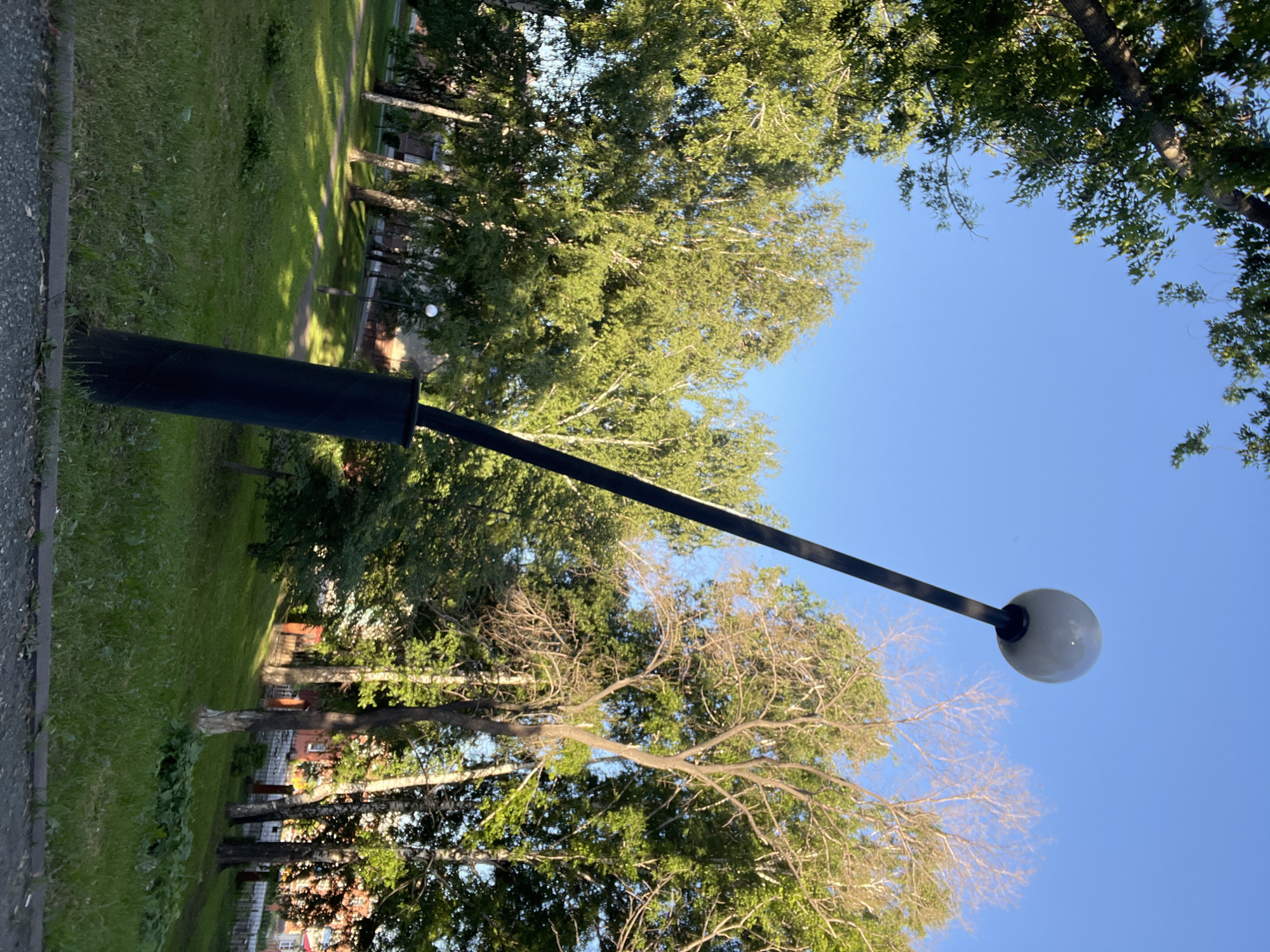 The image shows a park in Kiselyovsk, Russia, under a clear blue sky. A tall, black lamppost with a spherical white light fixture is the primary subject, positioned in the foreground and leaning slightly to the left. The lamppost is surrounded by lush green grass. In the background, a line of birch trees with white bark and green leaves stretches across the scene. Some of the trees appear more mature and less leafy, revealing their branches. Behind the trees, buildings with red roofs and brickwork can be partially seen. The park has a gentle slope, and sunlight casts dappled shadows on the grass. There are no people visible in the image.