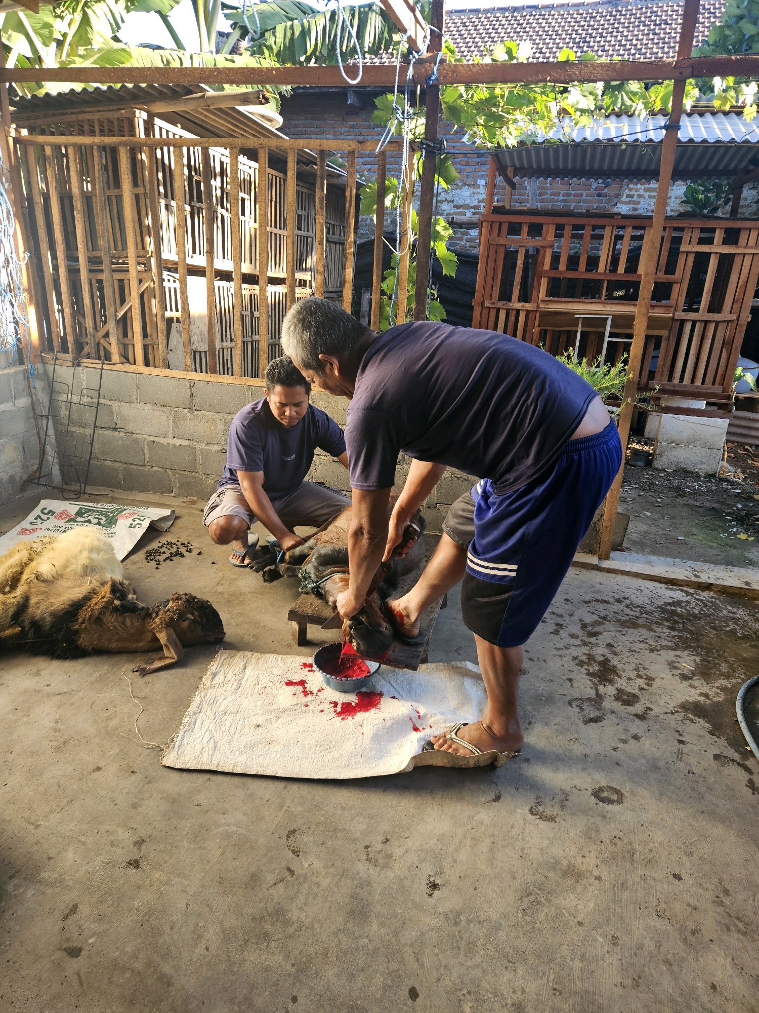 Two men are in an outdoor courtyard in Sono Ageng, Indonesia, engaged in butchering a goat. The ground is made of concrete and is wet in some areas. To the left, a large goat with light brown and white fur lies on its side. A smaller, dark-haired goat is positioned in the center of the image, lying on its side and appearing to be in the process of being butchered. One man, wearing a dark blue t-shirt and grey shorts, kneels beside the goat, holding its head and neck. The second man, wearing a dark blue t-shirt and blue and black shorts, stands and leans over the goat, holding a knife and appearing to be in the act of cutting. Red liquid, presumably blood, is visible in a shallow blue bowl and has splattered on a white cloth placed on the ground. There are wooden cages or enclosures in the background, and some greenery is visible above. A sack with some feed or pellets is also present on the ground to the left of the large goat.