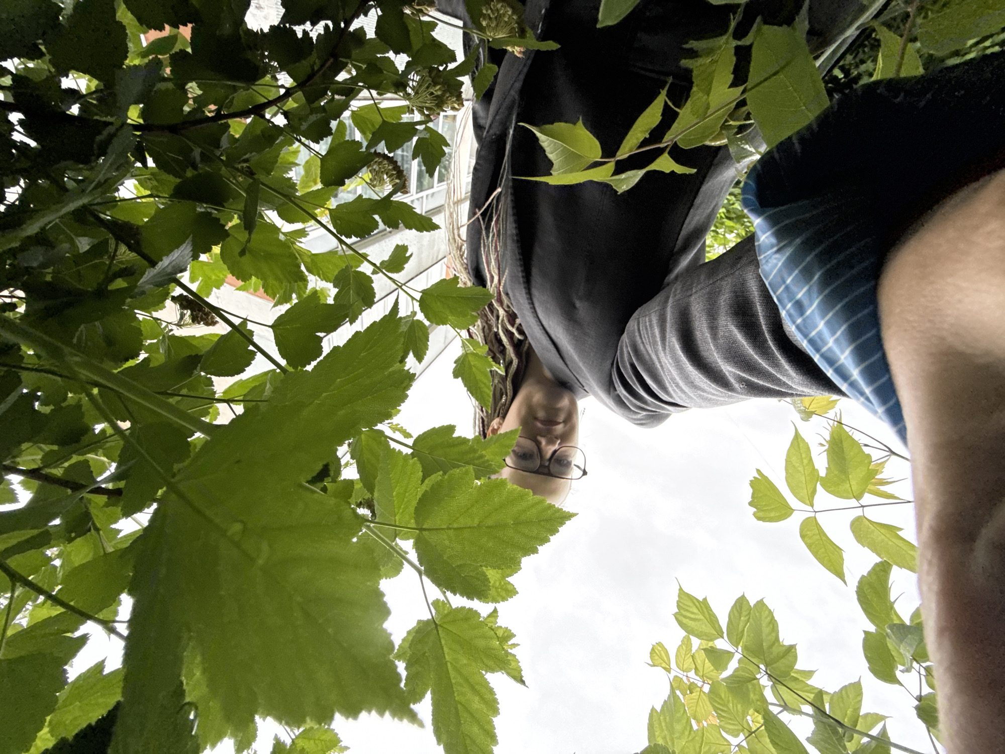The media file shows a person looking up from beneath a canopy of green leaves, with the sky as the background. The perspective is low-angle, as if the viewer is looking up from the ground. The person, wearing glasses and a dark hooded jacket over a blue and white plaid shirt, is partially obscured by the foliage. Their facial features are visible, and they appear to be smiling or smirking slightly. Strands of hair are also visible, suggesting a person with braided hair.
The setting appears to be outdoors, likely in a park or garden, given the dense leaves and the building visible in the background. The building has multiple windows and a light-colored facade, suggesting an urban or suburban environment. The lighting suggests it is daytime, with overcast or cloudy skies, as the light is diffused.
The activity appears to be a casual moment of looking around or posing for a photo from an unusual angle. The overall mood is relaxed and possibly playful, given the upward gaze and the slight smile. There is no visible text in the image. The reference to Moscow, Russia, places the scene within that geographical context.