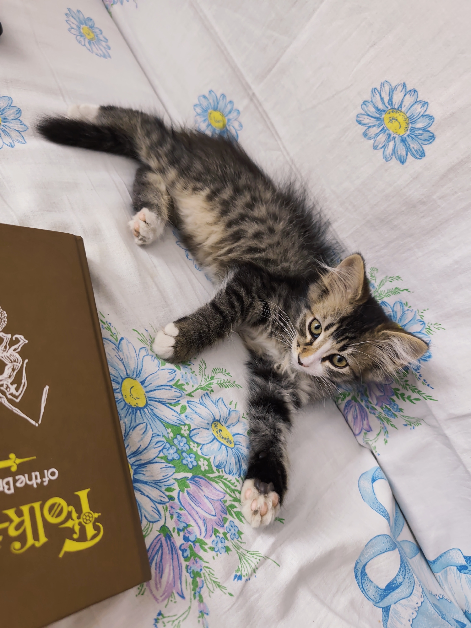 A young tabby kitten is lying on a white fabric surface adorned with a pattern of blue and purple flowers and blue ribbons. The kitten, facing the camera, has its body stretched out, with its head turned to the side. It has grey, black, and brown fur, green eyes, and white paws. To the left of the kitten is a brown book with yellow lettering that reads "Folks of the B." The scene appears to be indoors, possibly on a bed or a couch, given the fabric's pattern and texture. No specific location in Durlești, Moldova, can be determined from the image.