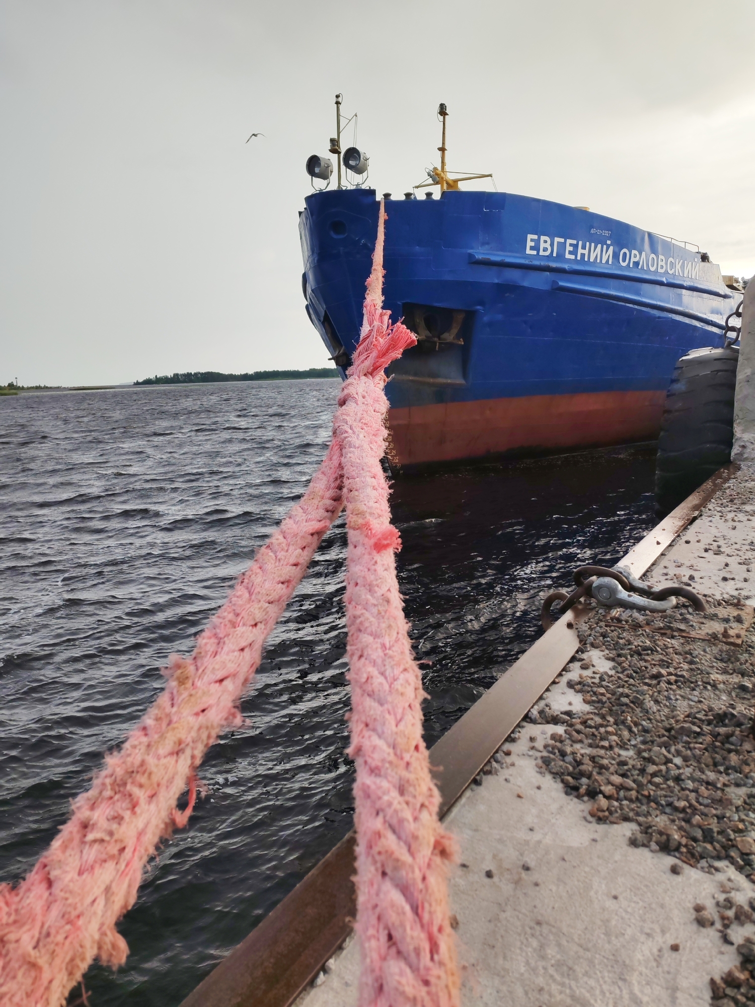 A bright pink mooring rope lies across a concrete pier, leading to a large blue and red ship named "ЕВГЕНИЙ ОРЛОВСКИЙ" docked in the waters of Shal'skii, Russia. The ship is a freighter, its bow pointed towards the camera, with two large spotlights on its deck. The water is choppy, with a distant treeline visible on the horizon. The sky is overcast, with a single bird flying in the distance. The pier is made of concrete and gravel, with some metal fixtures visible. The scene appears to be an industrial or port area.
