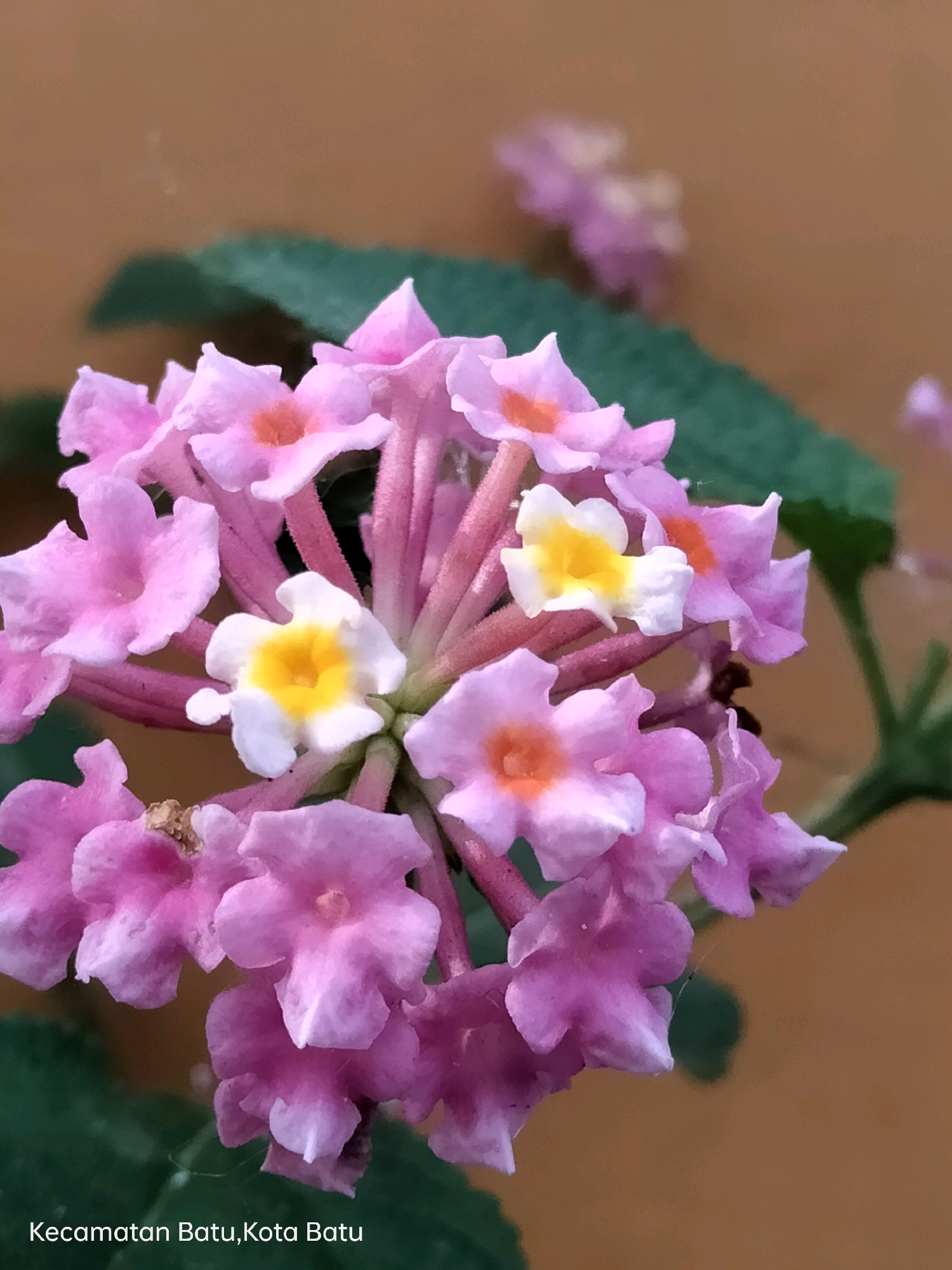 A close-up, eye-level shot captures a cluster of small, pink flowers with orange and white centers. The flowers are blooming on thin, pink stems, with some green leaves visible in the background. The background is a soft, out-of-focus brown color. The text "Kecamatan Batu, Kota Batu" is overlaid on the bottom left corner of the image, indicating the location as Batu District, Batu City, Indonesia.