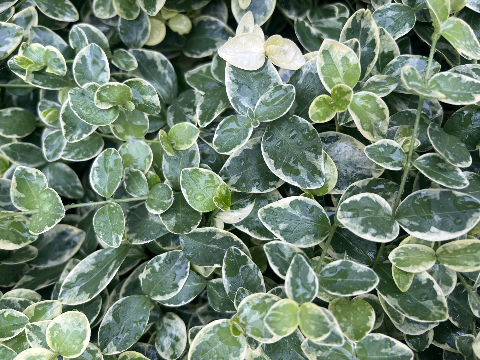 The image displays a close-up, top-down view of a dense cluster of variegated vinca leaves. The leaves are oval-shaped with glossy surfaces and exhibit a pattern of dark green centers transitioning to creamy white or pale yellow edges. Many of the leaves are dotted with small water droplets, indicating recent rain or dew. The foliage is lush and appears healthy, creating an intricate tapestry of greens and whites. The lighting suggests an overcast day or shaded environment. The scene is devoid of any human presence or man-made structures. The image is a photograph taken in the Бучацінскі сельскі Савет, Belarus.