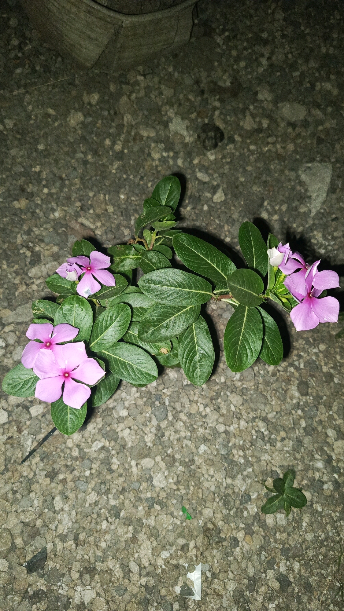 A close-up, eye-level shot captures a vibrant pink Madagascar periwinkle plant with lush green leaves and delicate pink flowers. The plant is resting on a rough, gravelly surface, likely a pathway or ground area. In the background, out of focus, a portion of a large, cylindrical object, possibly a planter or a trash can, is visible. The lighting suggests it is nighttime or a dimly lit area. A small, four-leaf clover-like plant and a piece of white plastic are also present on the gravel. The scene is located in Babadan, Indonesia.