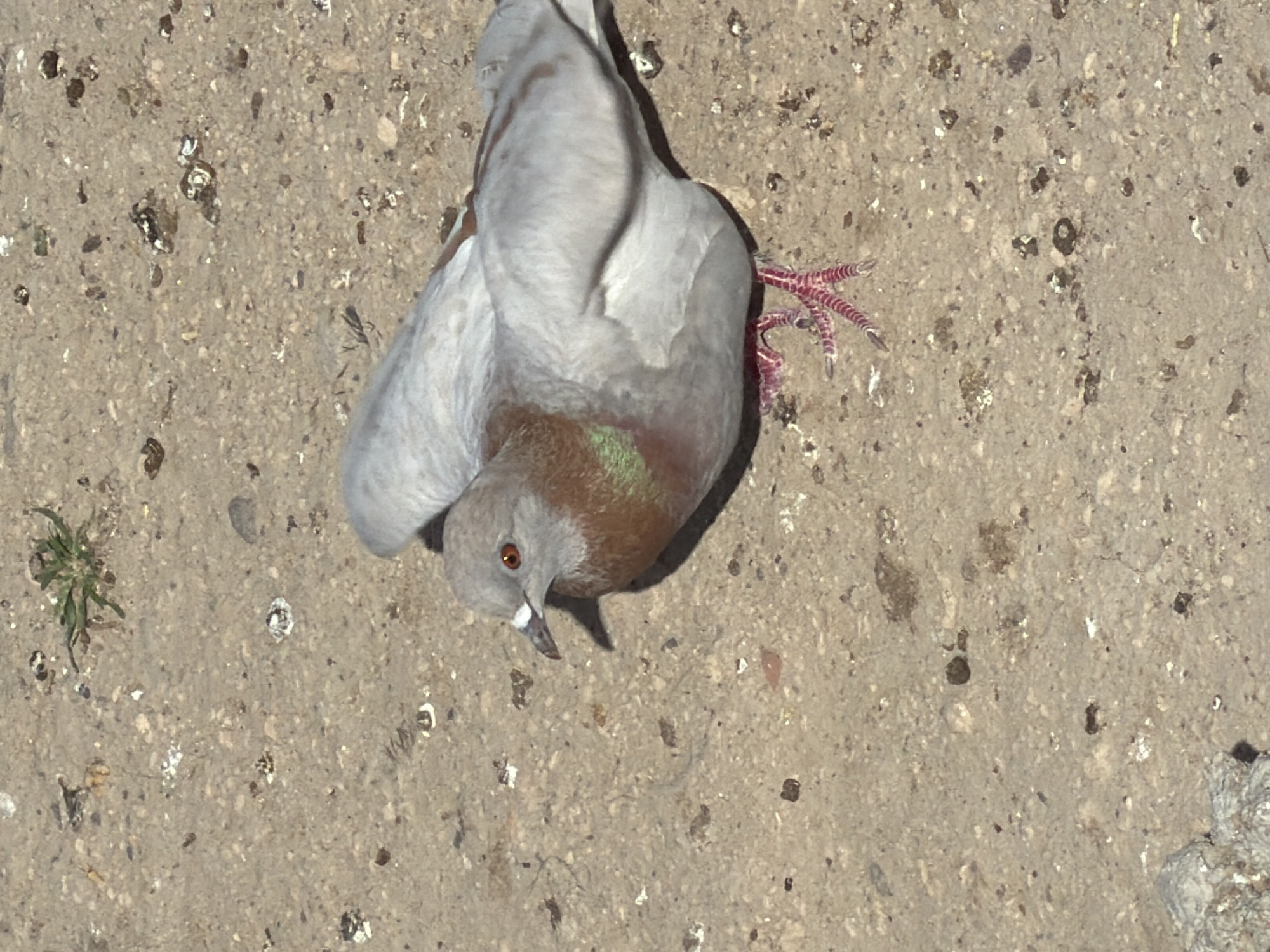 An overhead shot shows a pigeon lying on a light grey-brown, textured ground surface, possibly concrete or packed earth. The bird's body is oriented diagonally across the frame, with its head pointing towards the bottom left. Its posture, with one splayed, reddish leg and visible claws, suggests it may be deceased or severely injured.
The pigeon displays a mix of light grey feathers on its wings and back, a brownish-red hue on its chest and belly, and iridescent green and purple plumage on its neck. It has a distinctive orange-red eye and a dark beak with a prominent white cere. The surrounding ground is scattered with small pebbles, dirt, and numerous white and dark specks, which appear to be bird droppings. A small clump of green vegetation is visible in the bottom-left corner.
The scene is brightly lit by direct sunlight, casting harsh shadows, indicating daytime, likely midday or early afternoon, under clear weather conditions. The setting appears to be an outdoor, possibly urban or semi-urban area. No text is visible in the image.