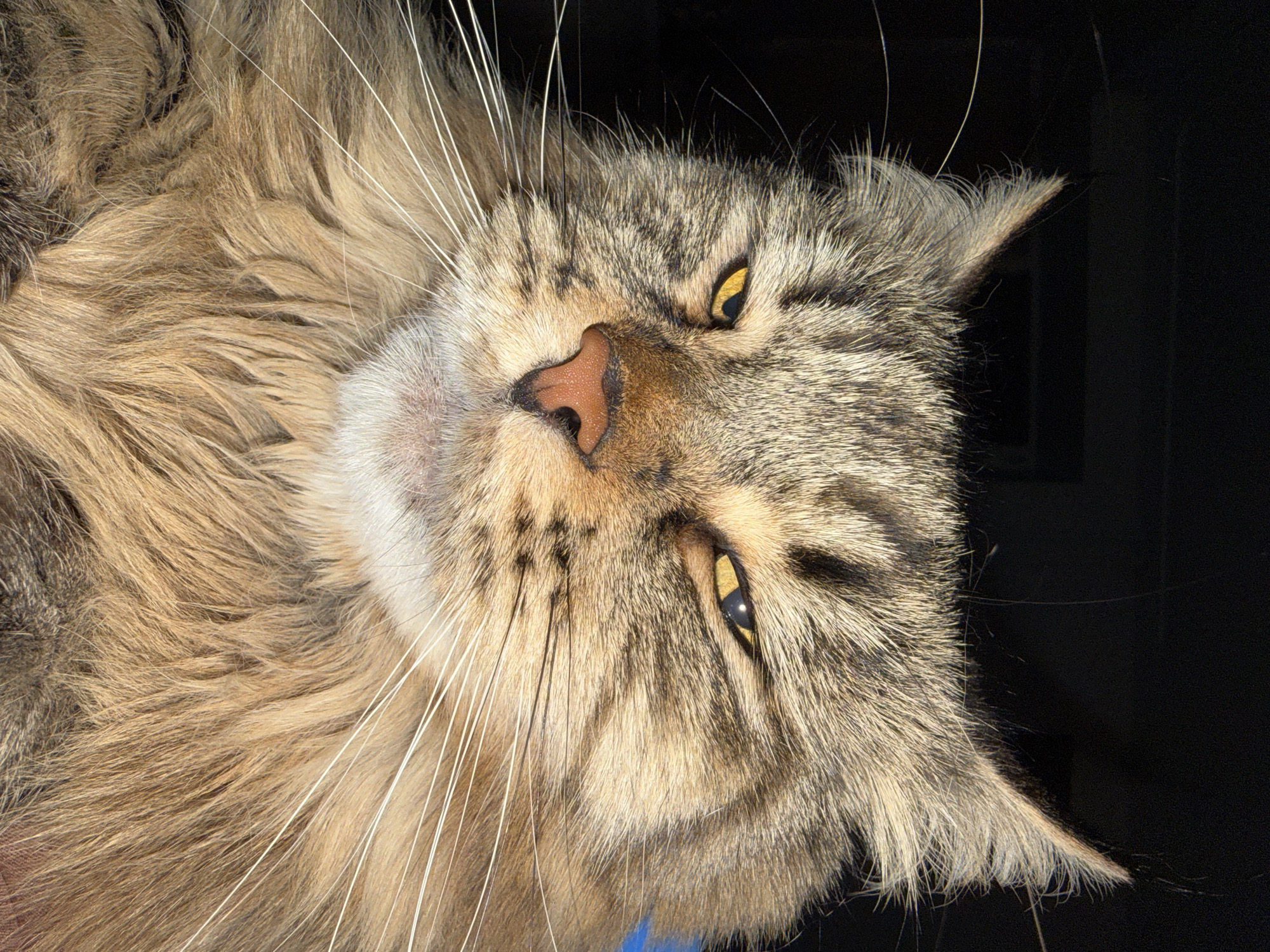A close-up photograph depicts the head of a tabby cat with yellow eyes, positioned at an angle against a dark background. The cat's fur exhibits a mix of brown, beige, and gray tones. Prominent white whiskers extend outward from its face. A pink nose is visible at the center. The photograph appears to be taken indoors. No location in the city of Izhevsk, Russia is apparent in the photograph.