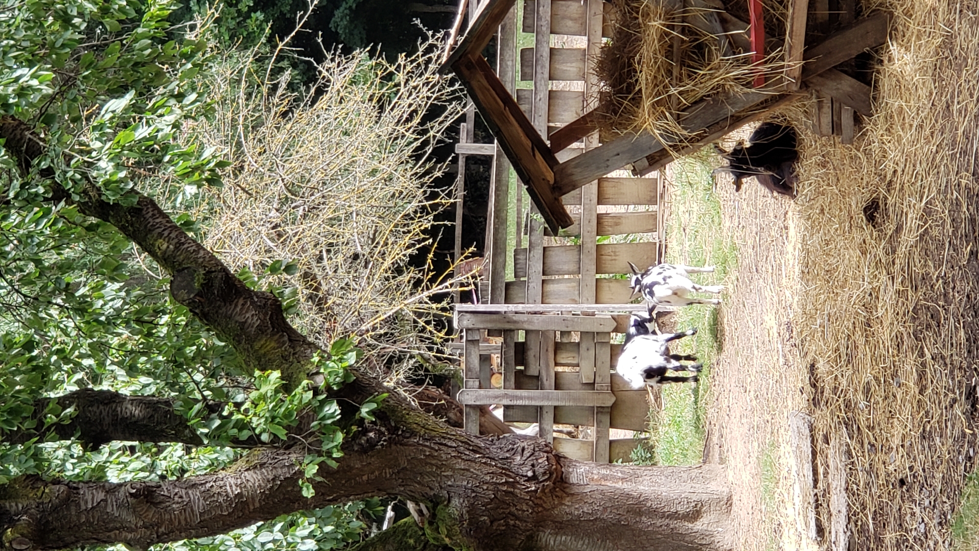 A scene of goats in an outdoor enclosure, possibly a farm or petting zoo, is depicted. The enclosure is surrounded by a weathered wooden fence. In the foreground, two goats are visible: one black and white spotted goat stands facing away from the camera, while another goat, also black and white spotted, is partially obscured behind it, facing left. To the right, a wooden feeder filled with hay is present, and a dark-colored goat is lying down near it. The environment appears to be a rural setting with a large tree with green leaves and bare branches overhead, with more trees in the background. The ground is covered with dirt and scattered straw. There are no people in the image. The image does not provide any specific information about the location in the city of Prešov, Slovakia.