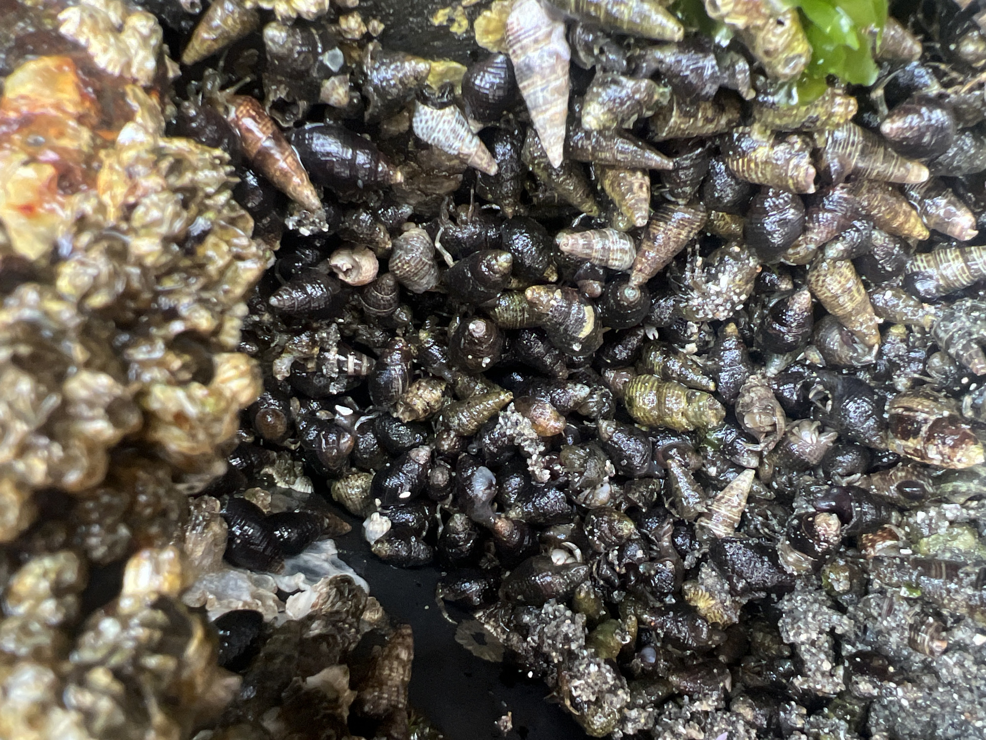 The image depicts a close-up, overhead view of a dense cluster of small, dark-shelled marine snails, likely periwinkles, in a tide pool. The snails vary in size and some have lighter colored spiral patterns. They are situated on a dark, wet surface, possibly rocks or sand, with some lighter colored debris and algae visible. The overall impression is a vibrant ecosystem within a coastal environment. The location is identified as a tide pool in the city of Surrey, Canada.