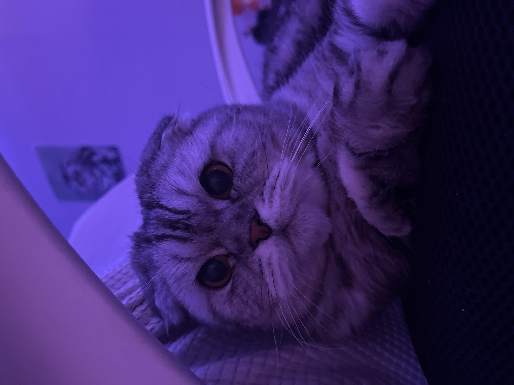 A Scottish Fold cat with gray and black tabby markings and amber eyes is lying down. The cat's head is tilted, and it is looking directly at the camera. The lighting is predominantly purple. The cat is resting on a textured surface, likely a blanket or cushion. A white object, possibly a chair arm, is in the lower left corner. A dark mesh surface is in the background on the right. A framed picture hangs on the wall in the background. It is not possible to determine the specific location in Chaikovsky, Russia, or if it is actually in Chaikovsky, Russia from the image.