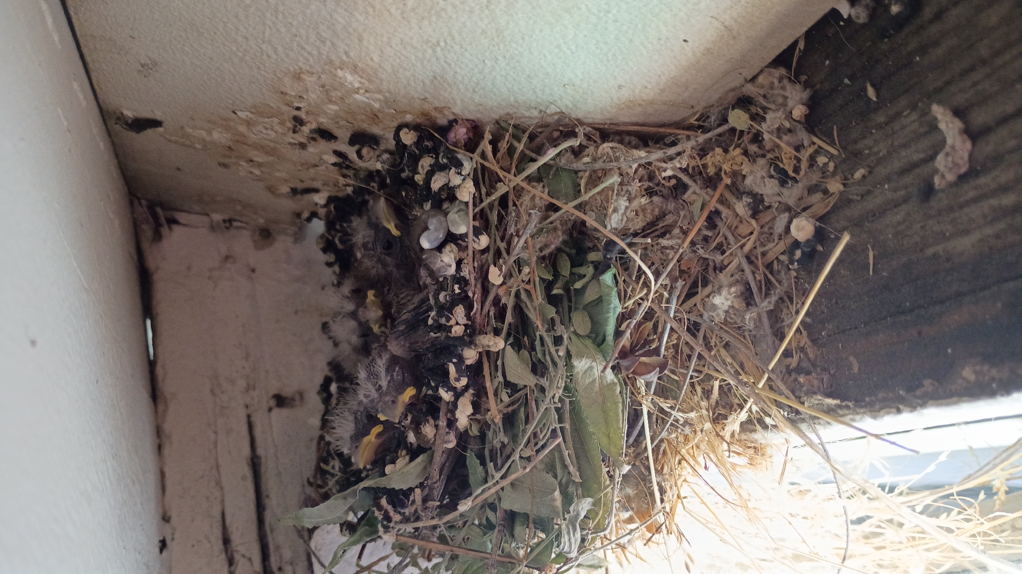 A bird's nest is constructed in the corner of a structure. The nest is composed of straw, sticks, leaves, and white debris. Several fledglings are visible, nestled within the nest. The corner appears to be a wooden structure and is dirty. The image was taken in Los Angeles, United States of America.