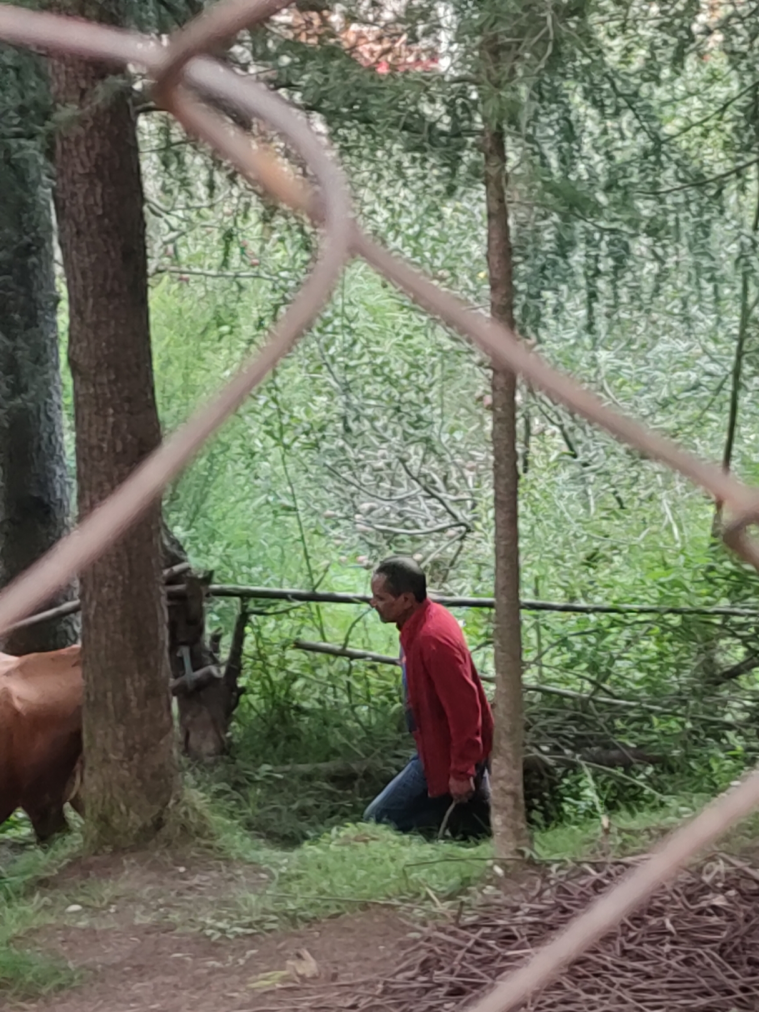 An adult male wearing a red jacket and blue jeans is kneeling in a wooded area. He is positioned to the right of a brown cow. The ground is covered in dirt and dried leaves. A chain-link fence is visible in the foreground, partially obscuring the scene. The background consists of dense foliage and trees. There is no indication of the location within Siyal, India.