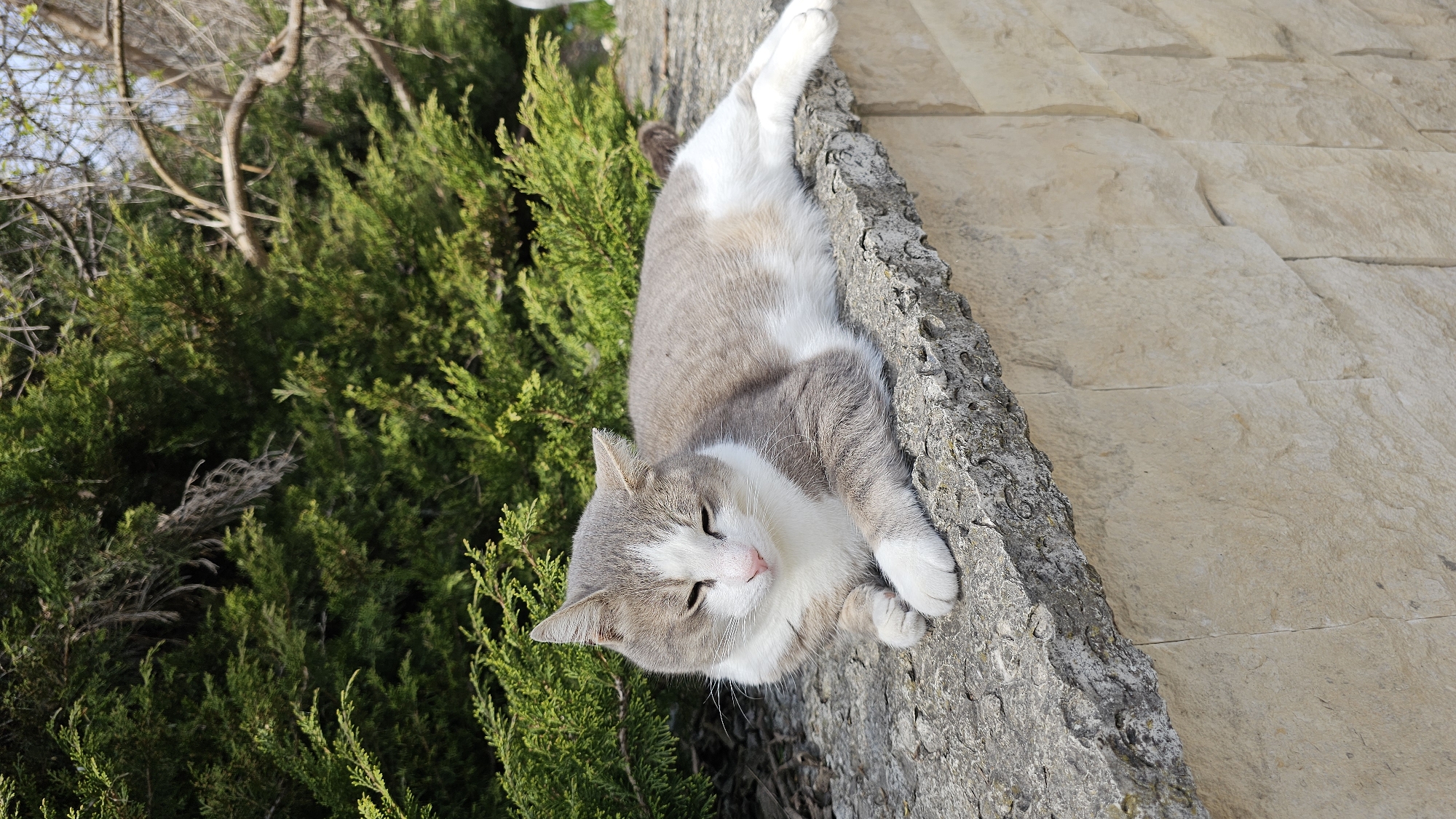 A medium-sized grey and white cat is lying on a stone wall adjacent to a lush green shrub. The wall appears to be a retaining wall or the edge of a raised garden bed, with light-colored stone paving visible behind it. The cat is positioned with its head near the shrub and its body extended along the wall. The scene is outdoors, likely in a garden setting in Varna, Bulgaria. The weather is sunny, as evidenced by the bright lighting. The cat seems relaxed and possibly asleep.