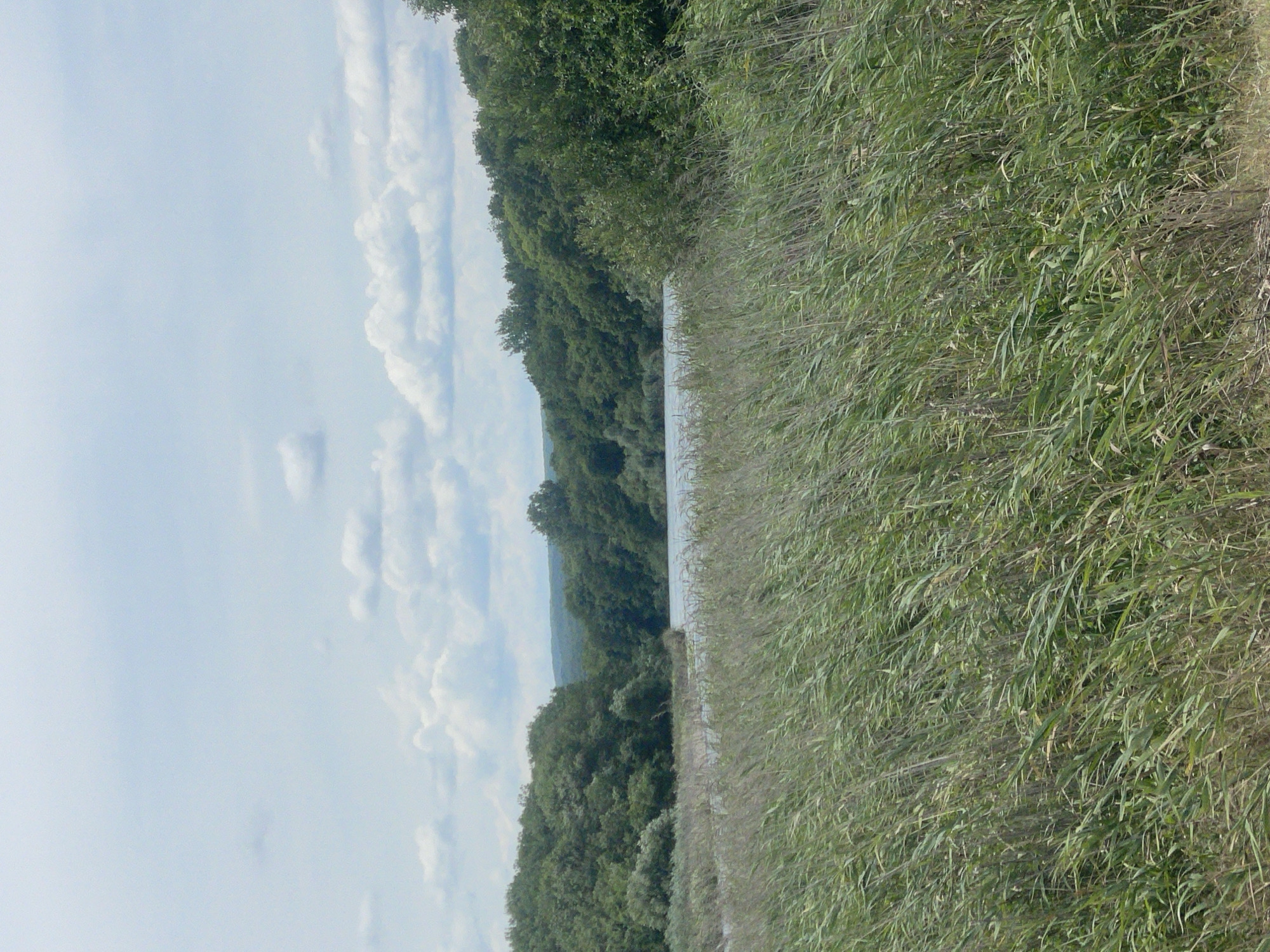 The image depicts a natural landscape scene, likely a coastal area or riverbank in Sinemorets, Bulgaria. In the foreground, dense green reeds and tall grasses sway, suggesting a breezy day. Beyond the reeds, a calm body of water stretches across the middle ground, reflecting the overcast sky. The far bank is lined with a thick, verdant forest of trees, forming a natural backdrop. The sky above is a pale blue, dotted with scattered white clouds. The overall impression is one of tranquility and natural beauty.