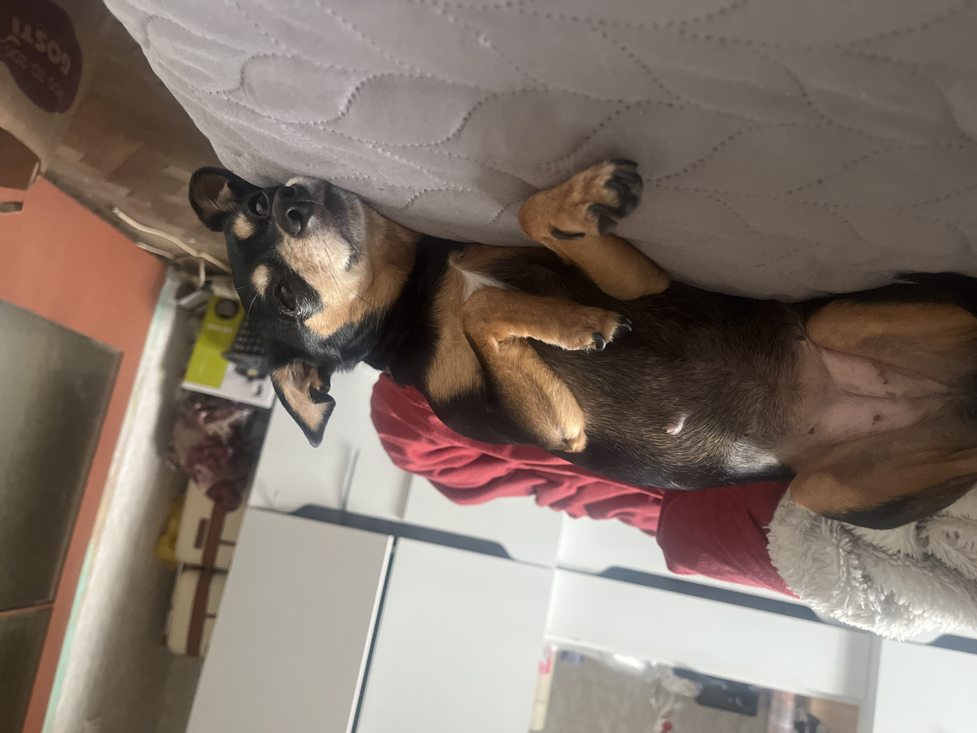 A medium-sized, short-haired dog lies on its back on a gray, quilted surface, possibly a bed or mattress. The dog has black fur on its head and back, with tan coloring on its legs and belly. The dog's paws are visible and appear relaxed. The background includes a red garment underneath the dog and a white, possibly furry or fabric surface. To the left is an indistinct area with what appears to be a wall and various items, including boxes or containers. The location in the city of Sofia, Bulgaria is indeterminable.