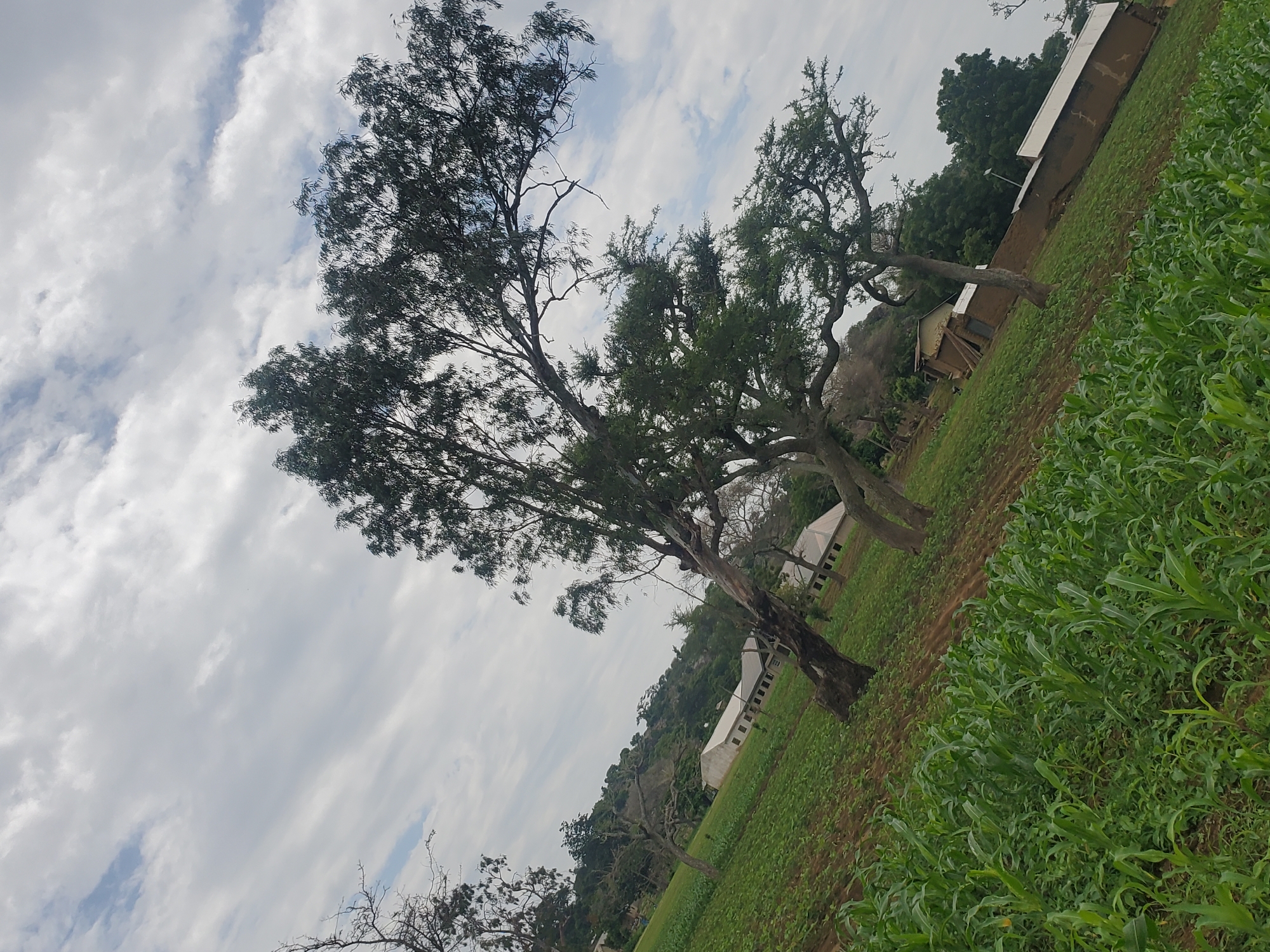 The image captures a rural landscape in Kabwir, Nigeria, characterized by rolling hills and agricultural fields. The foreground is dominated by a lush, green field of young crops, likely corn, showing healthy growth. Several large trees with sparse foliage are scattered across the scene, their branches reaching towards a cloudy sky. In the middle ground, a few rustic buildings with corrugated metal roofs are visible, nestled amongst the trees. The architecture suggests a simple, functional design, typical of rural settlements. The background features a rocky hillside covered in vegetation, adding to the natural beauty of the location. The overall impression is one of serene, agrarian life in a scenic natural setting.