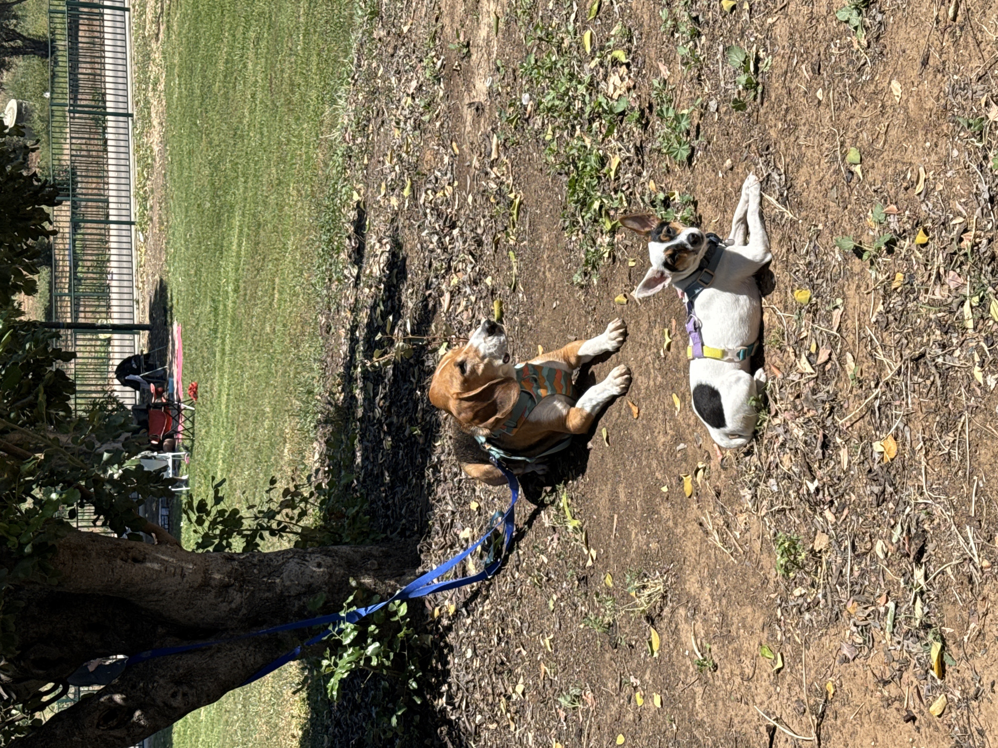 Two dogs are in an outdoor setting covered with dirt, fallen leaves, and some green vegetation. One dog is a beagle, lying on its side with a blue leash attached, near a tree. The other dog is white with brown and black markings, also lying on its side, with its paws up. In the background, there is a grassy area with a metal fence, a person sitting in a chair, and a few other chairs. The location appears to be a park or outdoor area. There is no information in the image to suggest the location is Tel-Aviv.