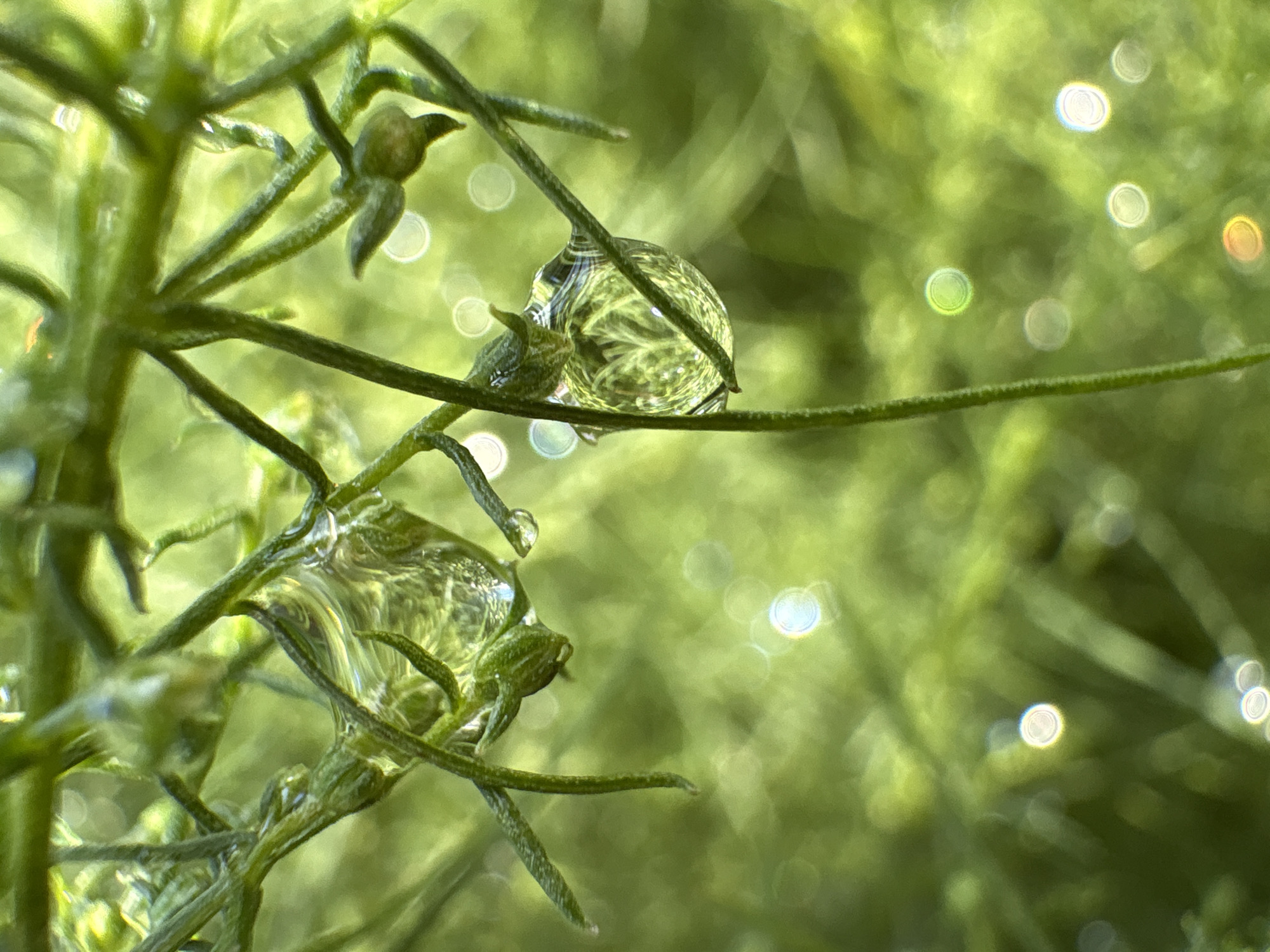 The image is a close-up, macro photograph of water droplets clinging to thin, green plant stems. The background is softly blurred, creating a bokeh effect with circles of light, suggesting an outdoor setting with dappled sunlight. The plant appears to be a fine-leafed herb, possibly dill or fennel, with several small buds visible. Two prominent water droplets are the main subjects, each reflecting the surrounding greenery and distorting the light. One droplet, on the left, is elongated and appears to be stretching down the stem. The other, on the right, is more spherical and has a complex, wave-like pattern visible within it. There are no people or any other discernible objects in the scene, and no actions or interactions are taking place. The scene is devoid of any elements that would indicate a specific location in Kungur, Russia; it is a general nature scene.
