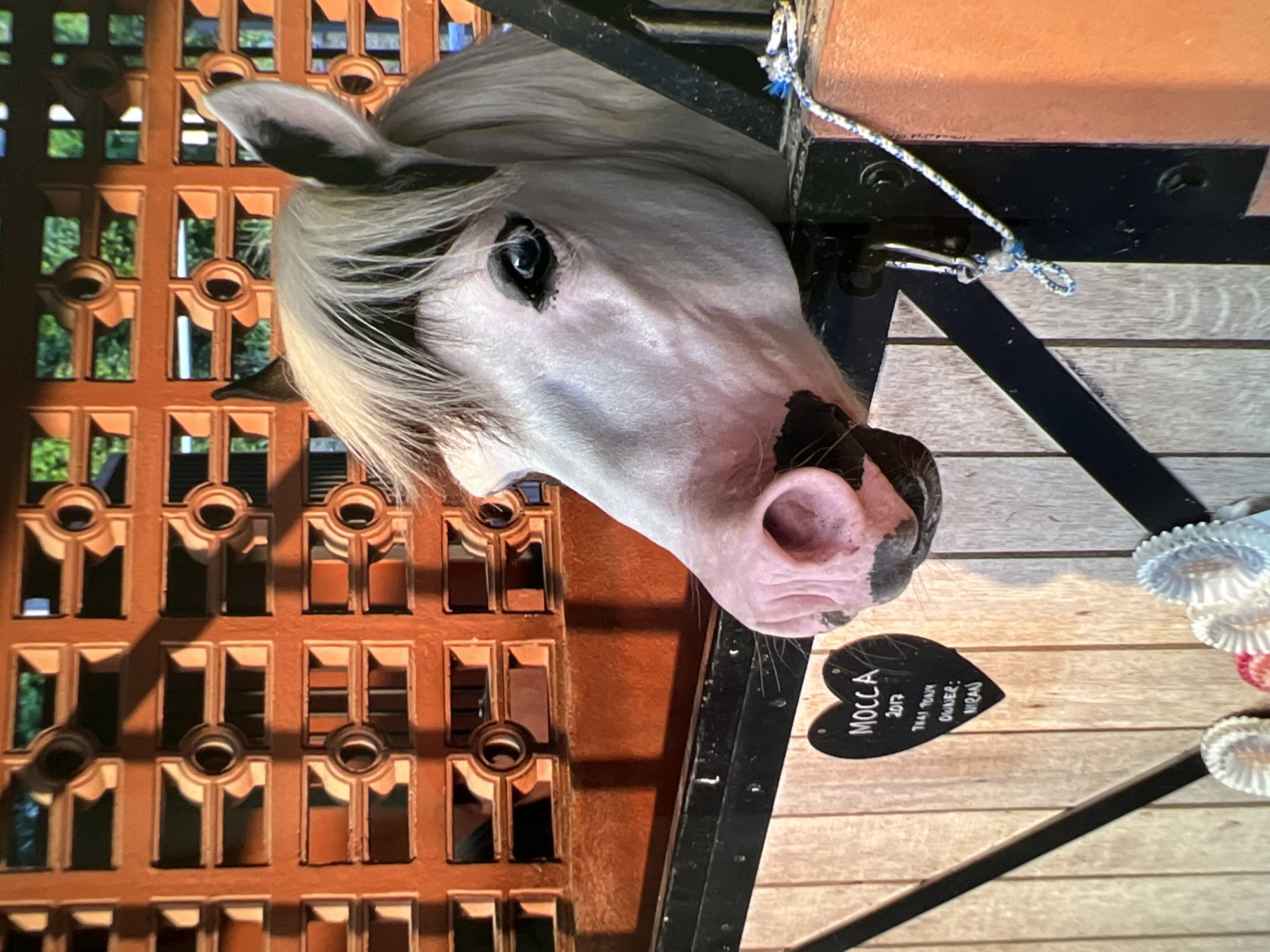 The image presents a close-up of a horse's head emerging from a stable. The horse has a predominantly white coat with darker markings around its muzzle and eyes. Its mane is a light color, possibly blonde or white. The horse appears to be looking directly at the camera.
The stable is constructed from wood, with visible horizontal planks. A black metal frame surrounds the opening where the horse's head protrudes. A heart-shaped sign with the name "MOCCA" and the year "2017" is attached to the stable wall near the horse's head. The sign also includes the text "THAI PONY" and "OWNER: HIRAN". Decorative ribbons are visible to the right of the sign.
To the left of the horse, a decorative wooden wall with geometric cutouts is present. Through these cutouts, glimpses of greenery suggest an outdoor environment.
The image does not provide sufficient information to identify a specific location or city.