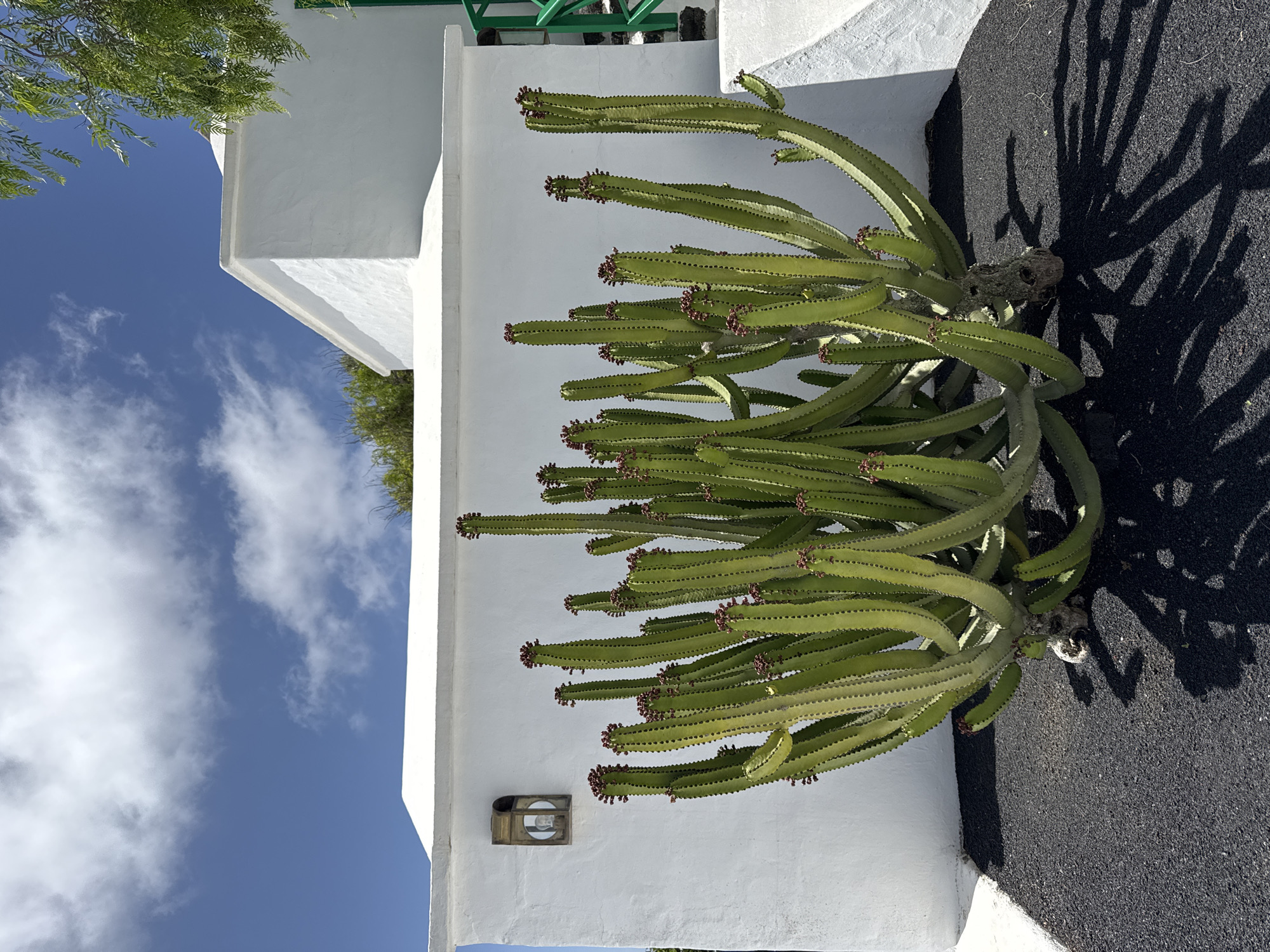 An outdoor scene shows a large green Euphorbia canariensis cactus against a stark white building in San Bartolomé, Spain. The cactus has numerous upright, spiny branches, some with small red flowers. A black, gravel-like surface surrounds the base of the cactus, and its shadow is cast strongly on this surface. The white building is multi-tiered, with a small exterior light fixture visible on one wall. A blue sky with scattered clouds is in the background. Some foliage is also visible.