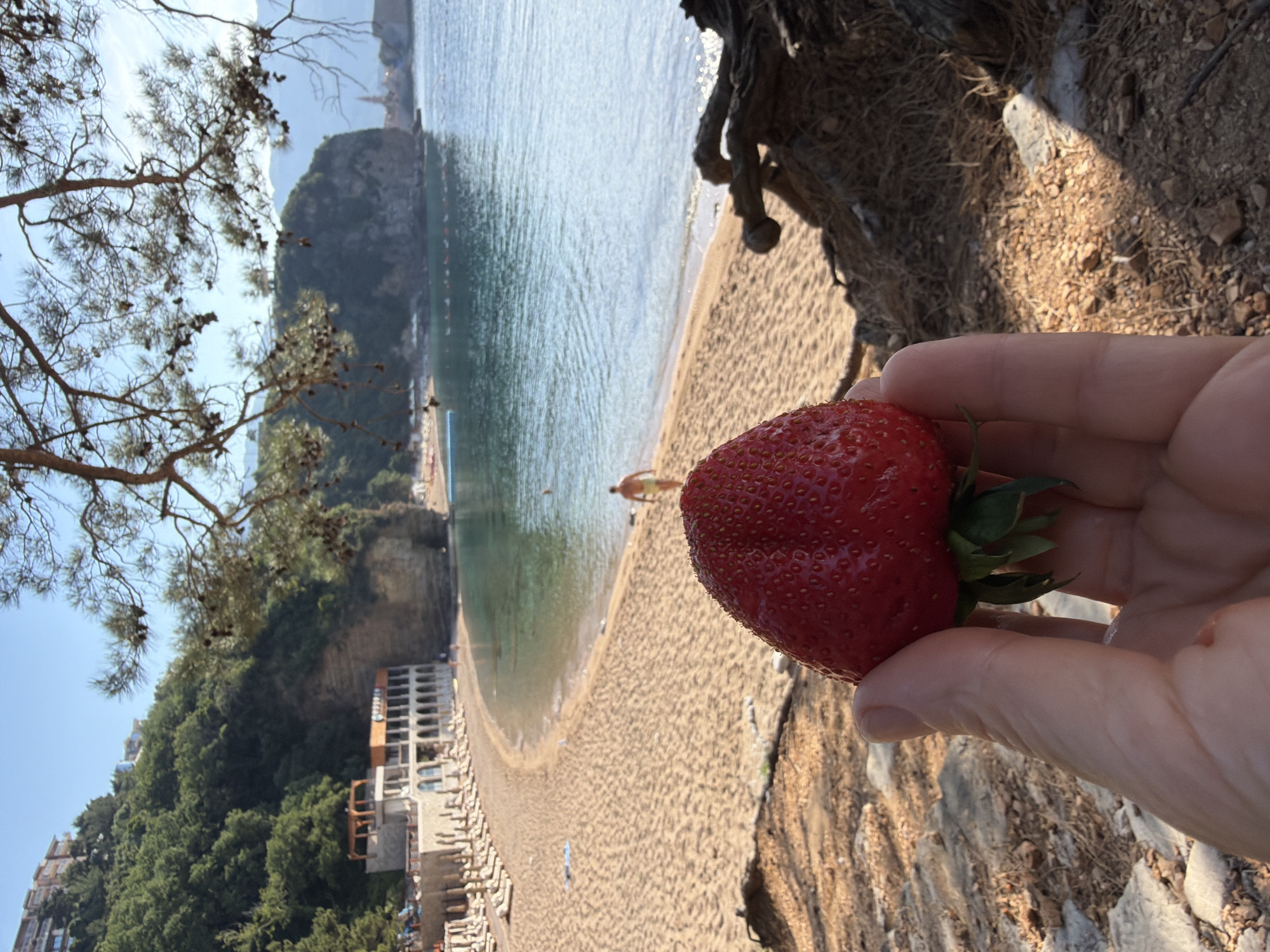 A hand holds a large red strawberry against a backdrop of a beach and ocean view in Budva, Montenegro. The beach is sandy, with lounge chairs and a few people scattered along the shoreline. The water is calm and turquoise. In the background, there are cliffs covered in greenery and buildings. A pine tree branch is visible in the upper left corner of the image. The hand holding the strawberry is fair-skinned. The foreground shows some dirt and rock formations.