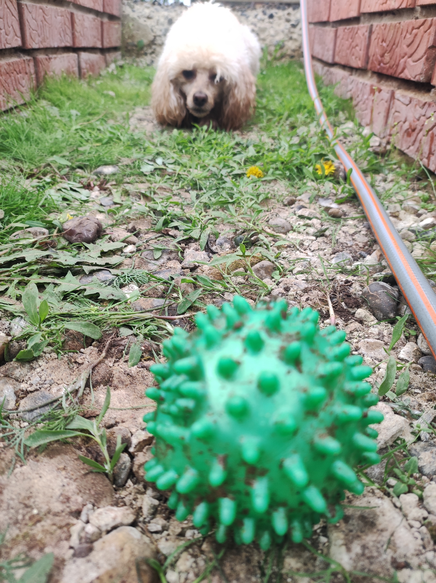 The image presents a ground-level view, potentially taken in an outdoor space in Фоки, Russia given the location context. A light-colored poodle dog is visible in the mid-ground, resting on a patch of grass and weeds amidst scattered rocks and debris. In the foreground, a green, spiky rubber ball lies partially obscured. A gray garden hose with an orange stripe runs alongside a brick wall that borders the grassy area. The wall is made of red bricks, possibly damaged and with signs of weathering. The composition emphasizes the ball and the textured ground, while the dog serves as a focal point in the background. The overall impression is of a casual, possibly neglected outdoor scene.