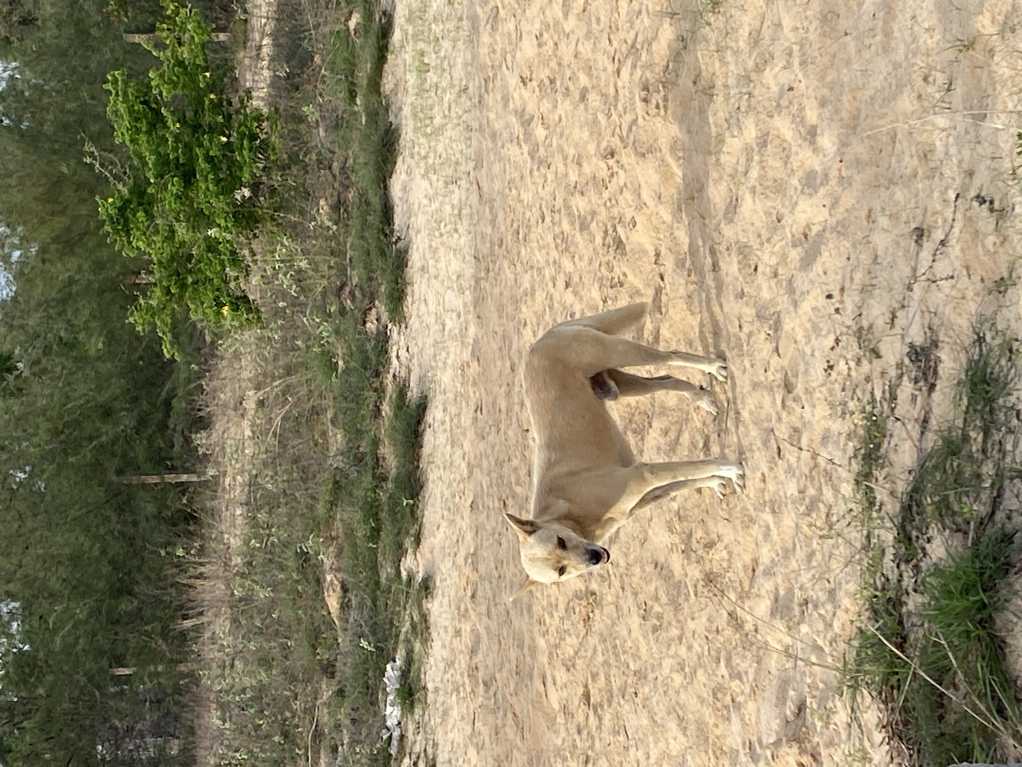 A tan dog stands on a sandy path in Mũi Né, Vietnam. The dog is facing left, with its mouth slightly open and its ears perked. The background consists of dry grass, shrubs, and trees. The lighting suggests it is either early morning or late afternoon.