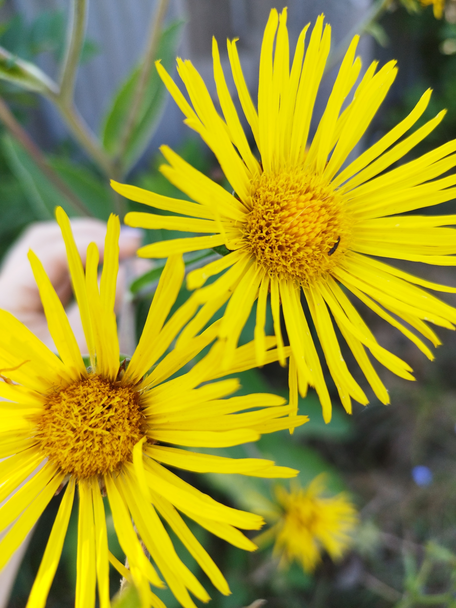 In the city of Lozova, Ukraine, two bright yellow flowers are in full bloom, their petals radiating outwards from a central, textured disc. The flower in the foreground, slightly to the left, is partially cropped, with its petals extending towards the bottom left corner of the frame. A second, larger flower dominates the upper right portion of the image, its numerous yellow petals sharp and distinct. A tiny, dark insect, possibly a beetle, is visible on the central disc of this larger flower. In the background, a blurred hand can be seen, with a pale skin tone and a hint of purple on one fingernail, positioned behind the flower on the left. The surrounding environment is a soft blur of green foliage and darker, out-of-focus areas, suggesting a natural setting.