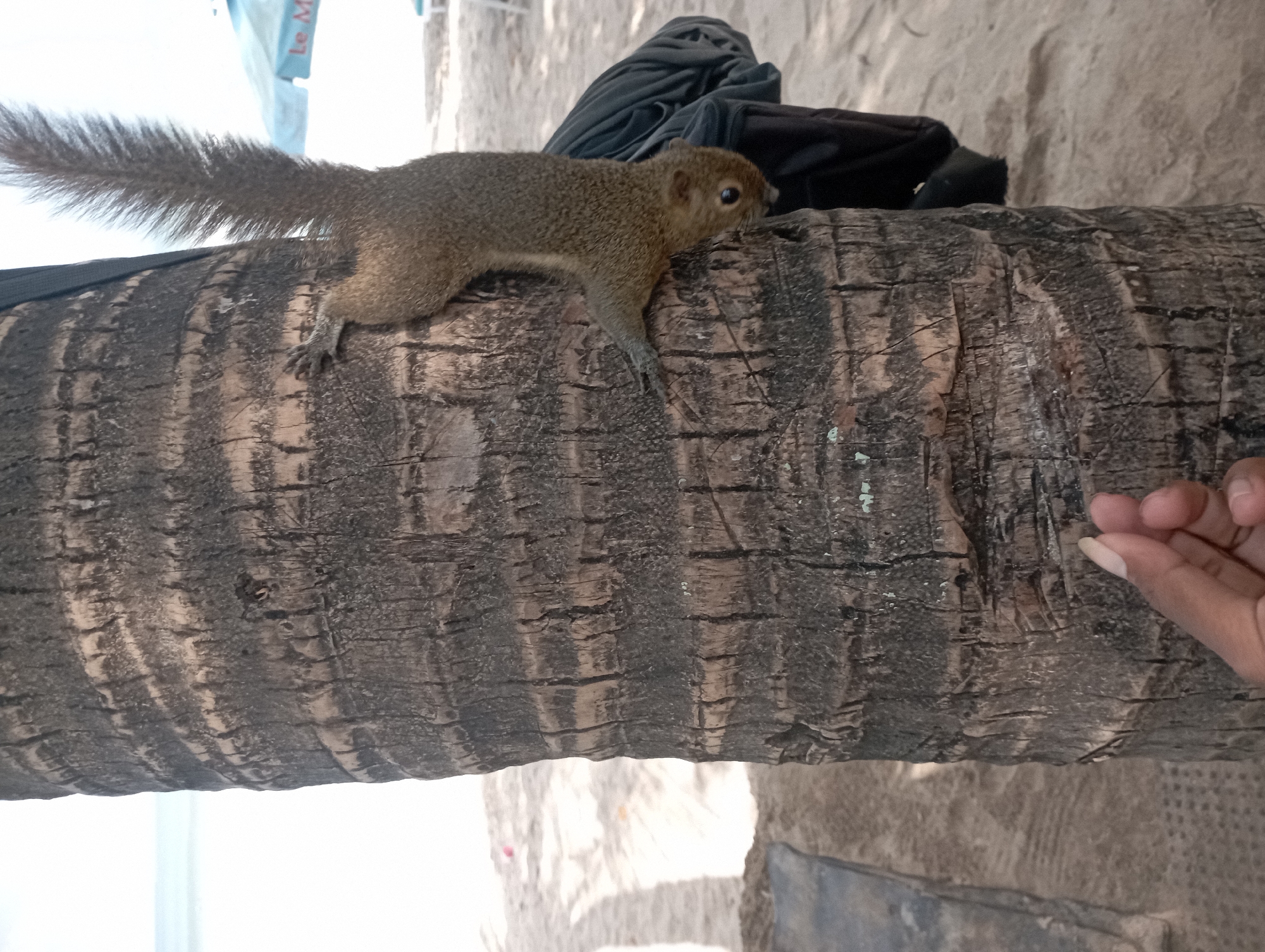 A squirrel is clinging to the trunk of a palm tree on a sandy beach, with a human hand in the foreground holding out what appears to be food. The background shows a beach with sand, some lounge chairs, and a blue umbrella. The overall scene suggests a moment of interaction between a human and wildlife in a tropical tourist location, possibly in Kuta, Indonesia.