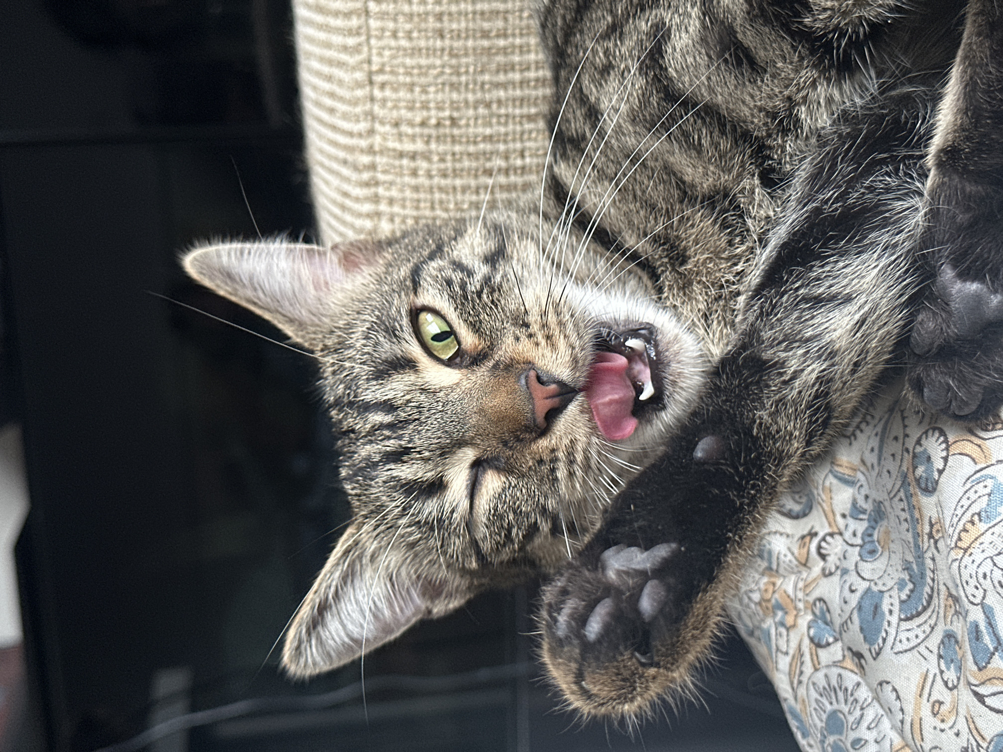 A close-up, eye-level shot captures a tabby cat mid-yawn and with one eye closed, its pink tongue clearly visible. The cat's paw is raised, obscuring part of its face, and its green eyes are directed towards the viewer. The cat is lying on a patterned cushion with blue and beige floral designs, resting against a textured, light brown sofa. The background is dark and blurred, suggesting an indoor setting. The image was taken in Sofia, Bulgaria.