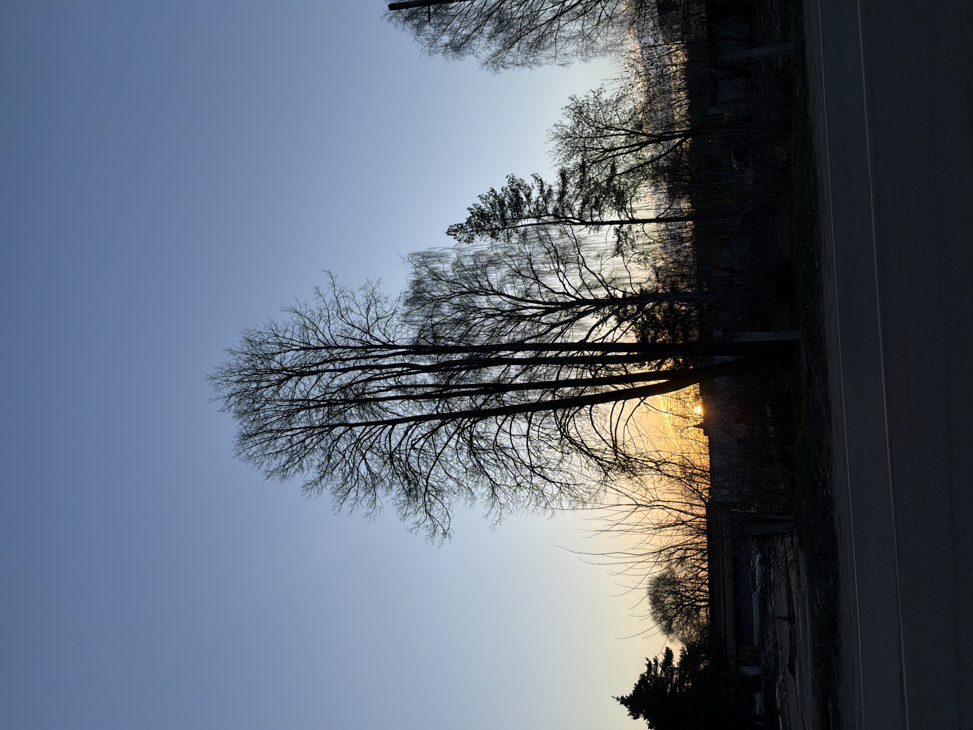 The image depicts a view in Reshetnikovo, Russia, at sunset or sunrise. Silhouetted trees with bare branches dominate the foreground, their forms stark against the pastel-colored sky. A road runs along the right side of the frame. Buildings are visible amidst the trees. The light suggests either dawn or dusk.