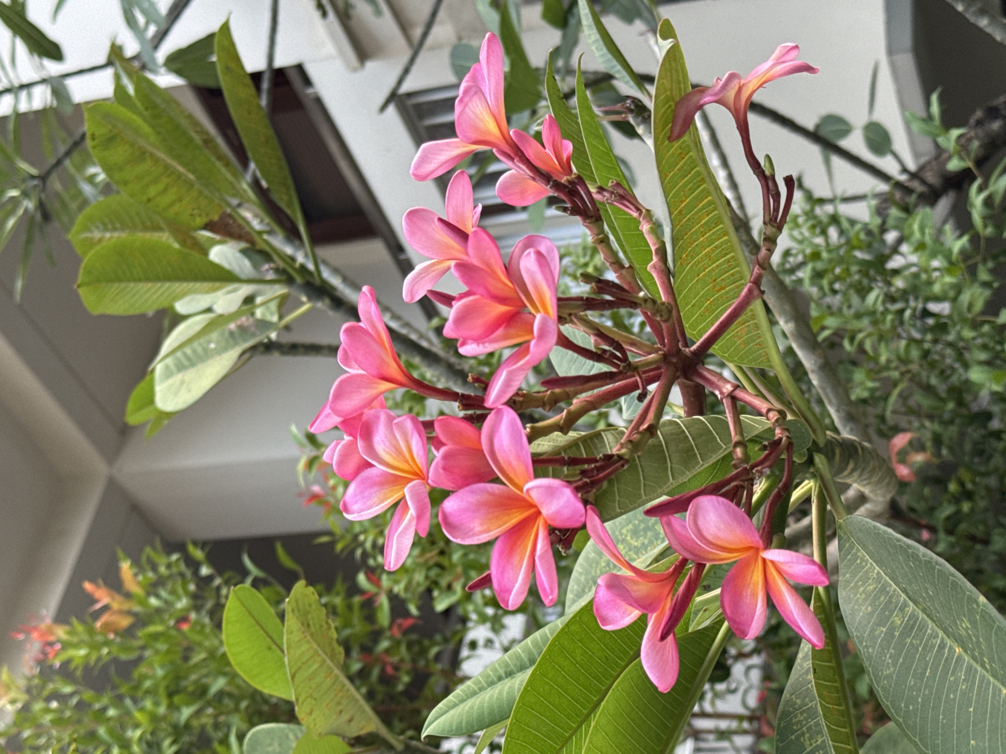 A close-up, low-angle shot showcases a cluster of vibrant pink plumeria flowers in bloom. The flowers, with their delicate, overlapping petals, exhibit a gradient of color, transitioning from a deep pink at the tips to a soft orange and yellow at their centers. They are attached to a woody stem with a reddish-brown hue, surrounded by lush, green leaves that appear slightly variegated with brown spots. The background is softly blurred, revealing hints of a modern building with white walls and windows, suggesting an urban or suburban setting. The overall impression is one of natural beauty amidst a developed environment. This scene could be located in a garden or courtyard within Denpasar, Indonesia, a city known for its tropical flora and architecture. No people or animals are visible in the frame.
