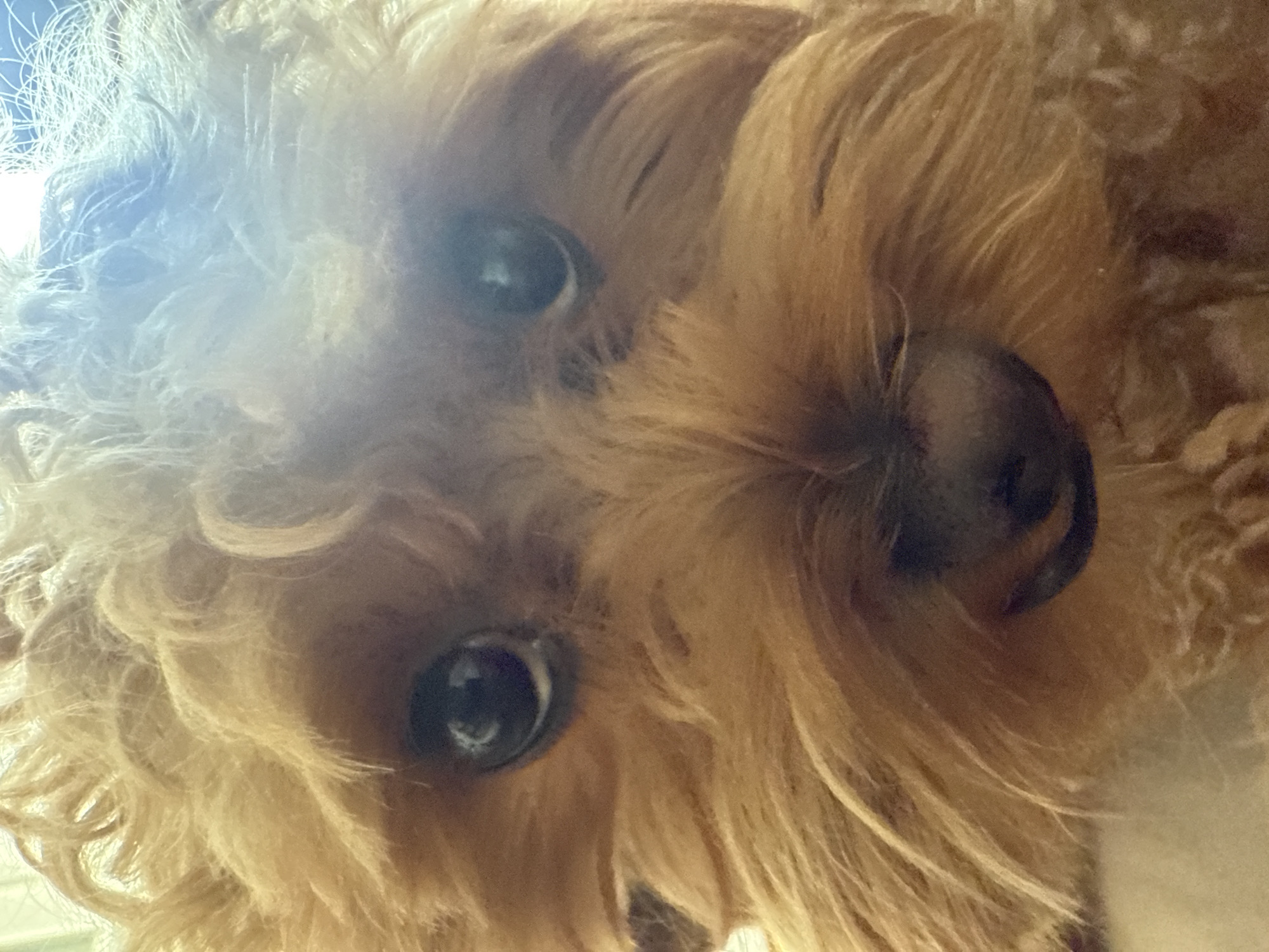 A close-up, head-on, eye-level shot of a golden-brown, poodle-mix dog. The dog's fur is curly and slightly unkempt, with some strands obscuring its eyes and nose. The dog's dark, round eyes are looking directly at the camera, with a slight reflection visible in them. Its wet, black nose is prominent in the center of the frame. The background is out of focus, appearing to be a bright, possibly sunlit, environment, but no specific details of the city of Tbilisi, Georgia, are discernible. The overall impression is of an intimate portrait of a pet.