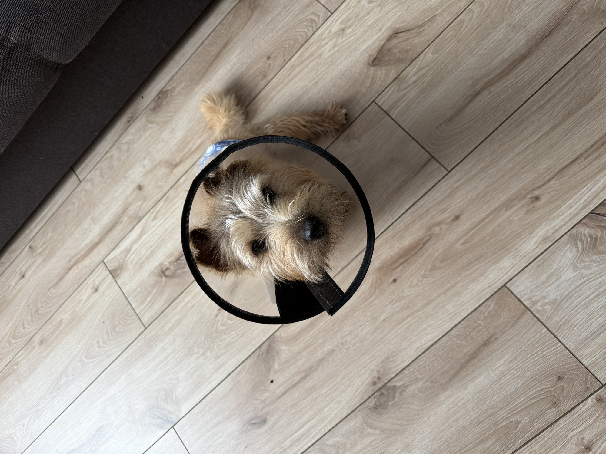 A tan Norwich Terrier wearing a black e-collar is standing on a light brown, wood-patterned floor next to a dark gray couch. The location is unknown.
